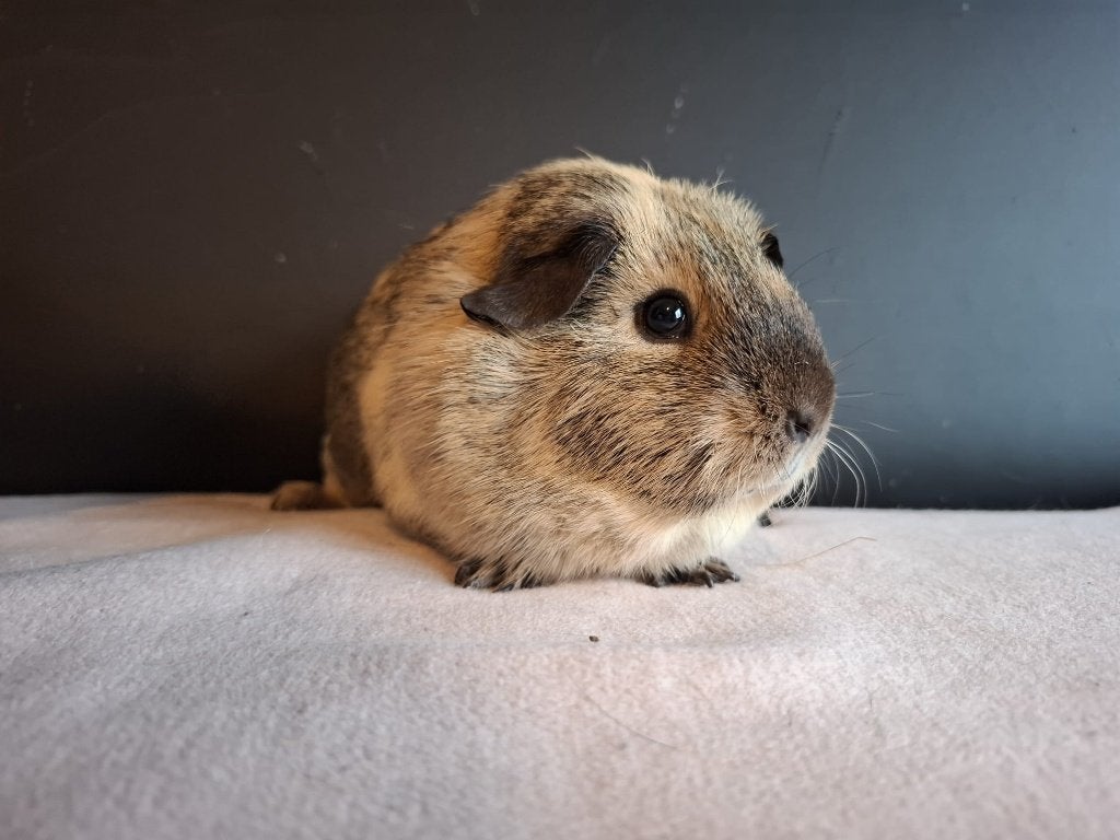 Mooie gladhaar cavia te koop, Dieren en Toebehoren, Knaagdieren, Cavia, Juli, Vrouwelijk, Tam