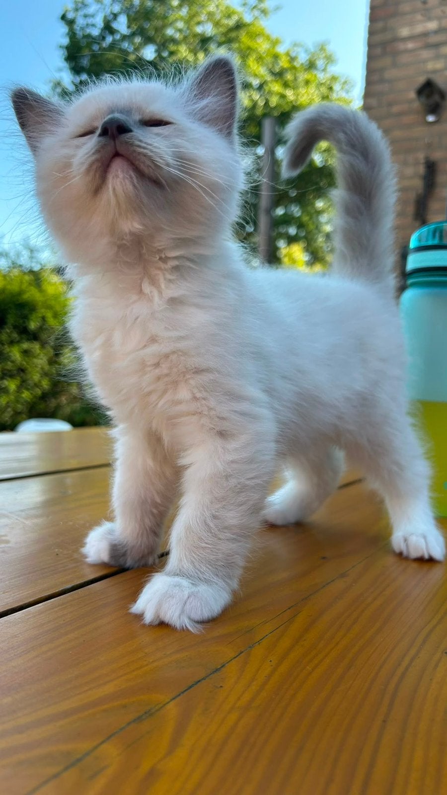 Prachtige Raszuivere Ragdoll kittens, Meerdere dieren, Gechipt, 0 tot 2 jaar