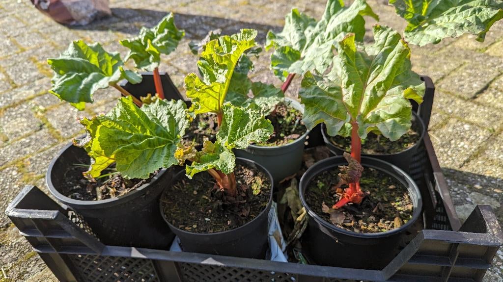 Rabarberplanten holsteiner in 2L pot, Tuin en Terras, Planten | Tuinplanten, Ophalen, Volle zon, Vaste plant, Bloeit niet