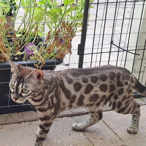 Mooie bengaal, Poes, Met stamboom, 0 tot 2 jaar