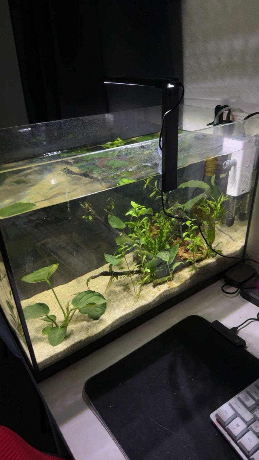 Juwel 60liter aquarium, Ophalen, Gebruikt, Juwel, Inclusief deksel