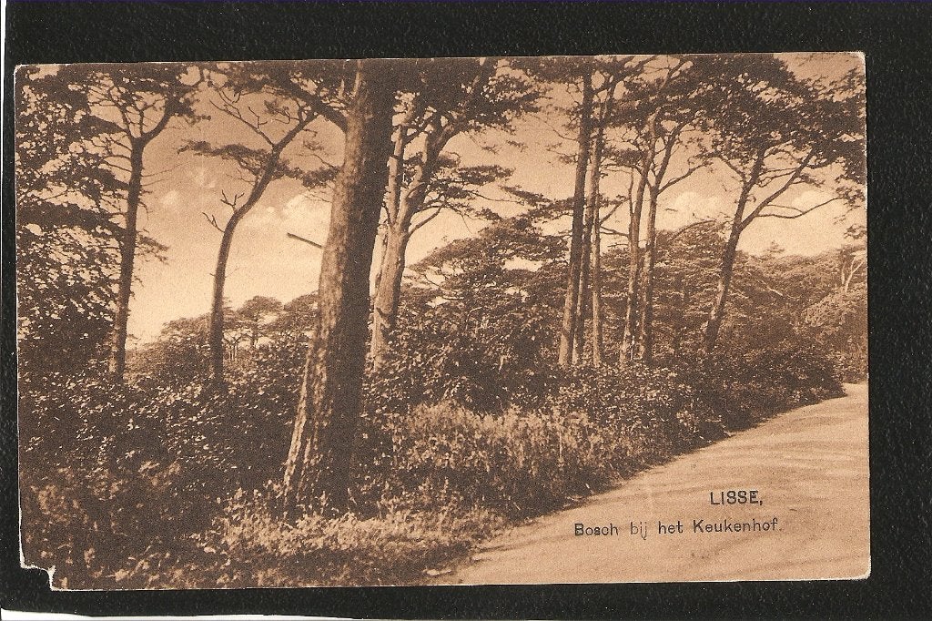 Lisse, Bosch bij het Keukenhof, Verzamelen, Ophalen of Verzenden, 1920 tot 1940, Ongelopen, Zuid-Holland
