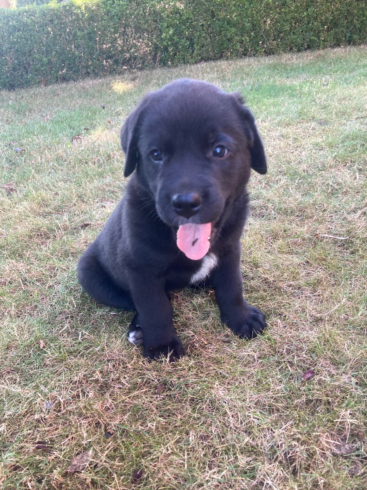 Mooie kruising sint bernard pups, Dieren en Toebehoren, Honden | Retrievers, Spaniëls en Waterhonden, Parvo, Overige rassen, 8 tot 15 weken