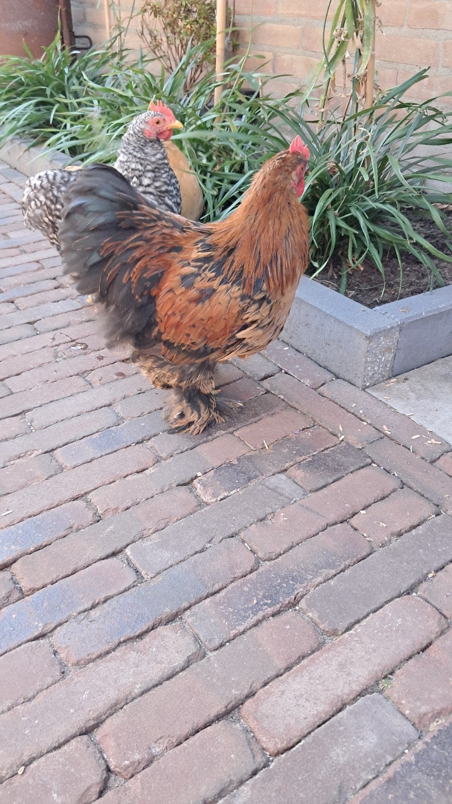 Cohin kriel haan, Dieren en Toebehoren, Pluimvee