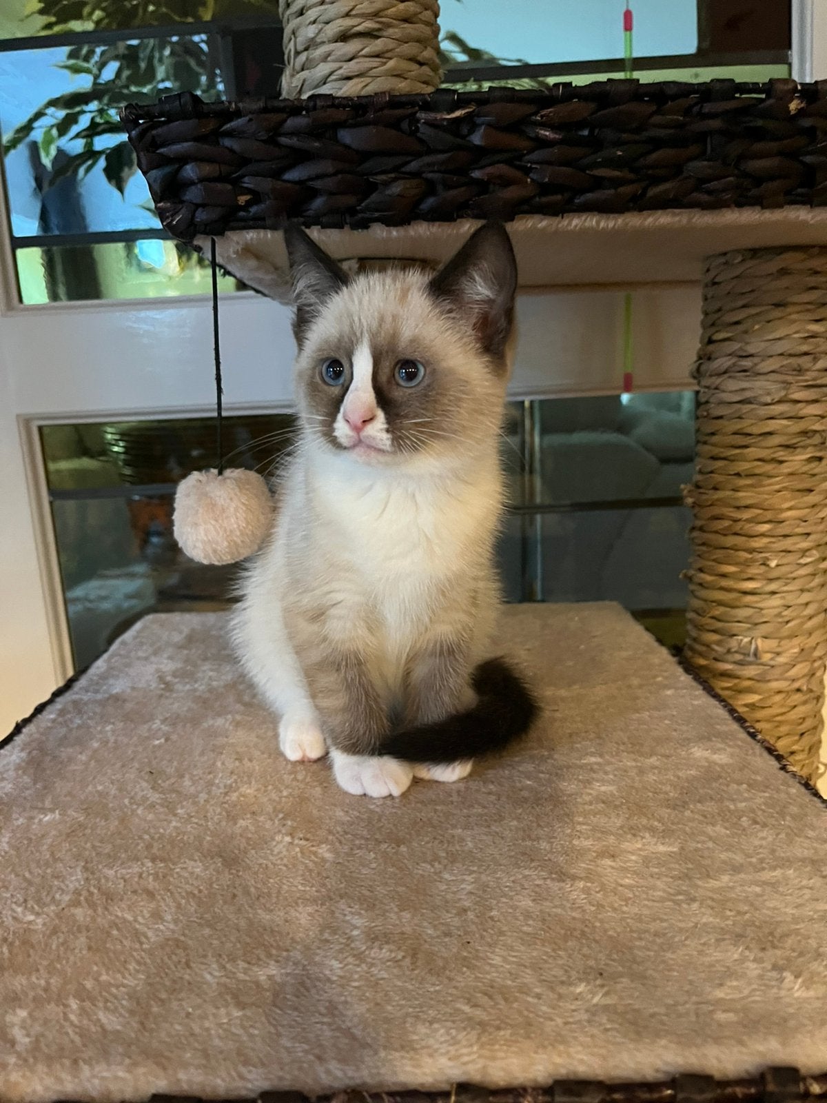 Ragdoll kittens, Poes, Ontwormd, 0 tot 2 jaar