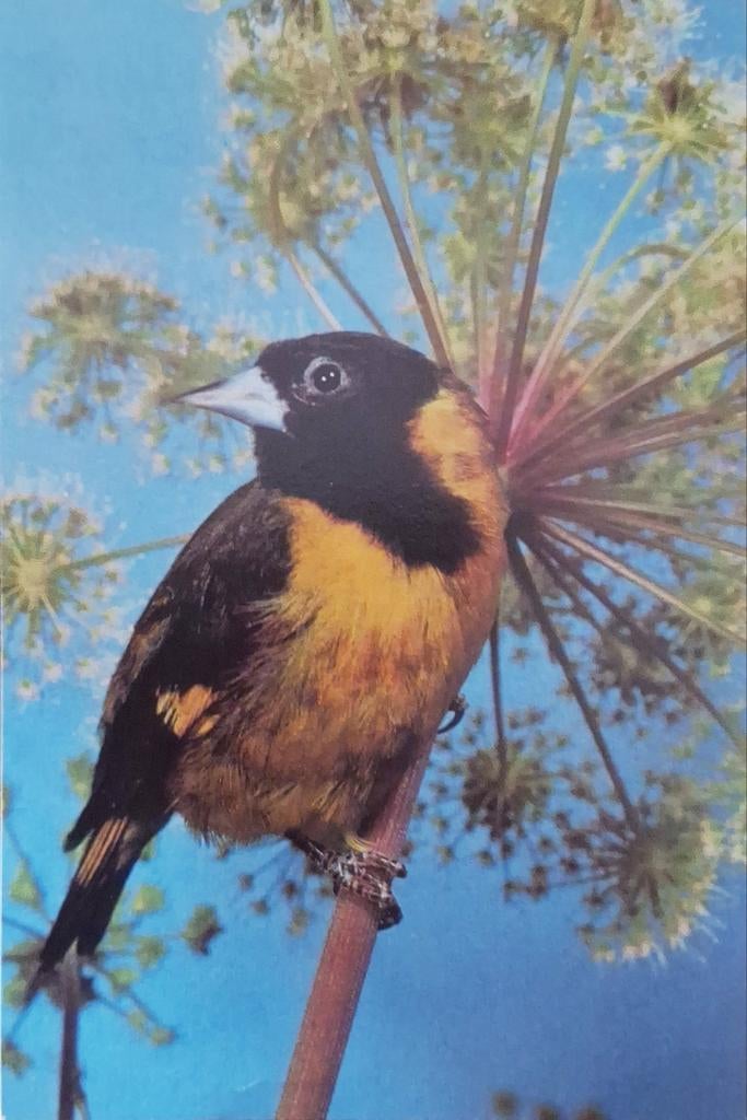 Dieren - Vogels - Tangare, Ophalen of Verzenden, Gelopen, Vogel