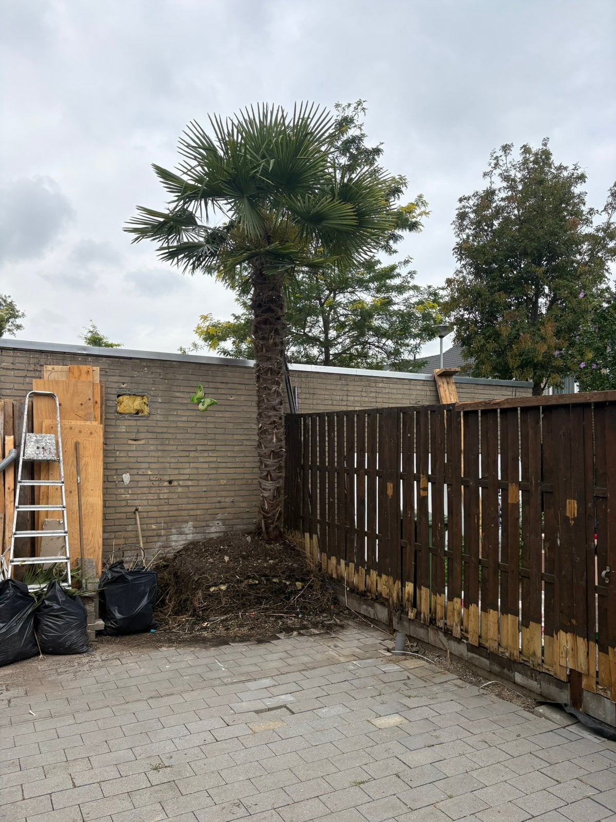Mooue waaier palmboom 5 a 6 meter, 100 tot 250 cm, Zomer, Palmboom, Ophalen