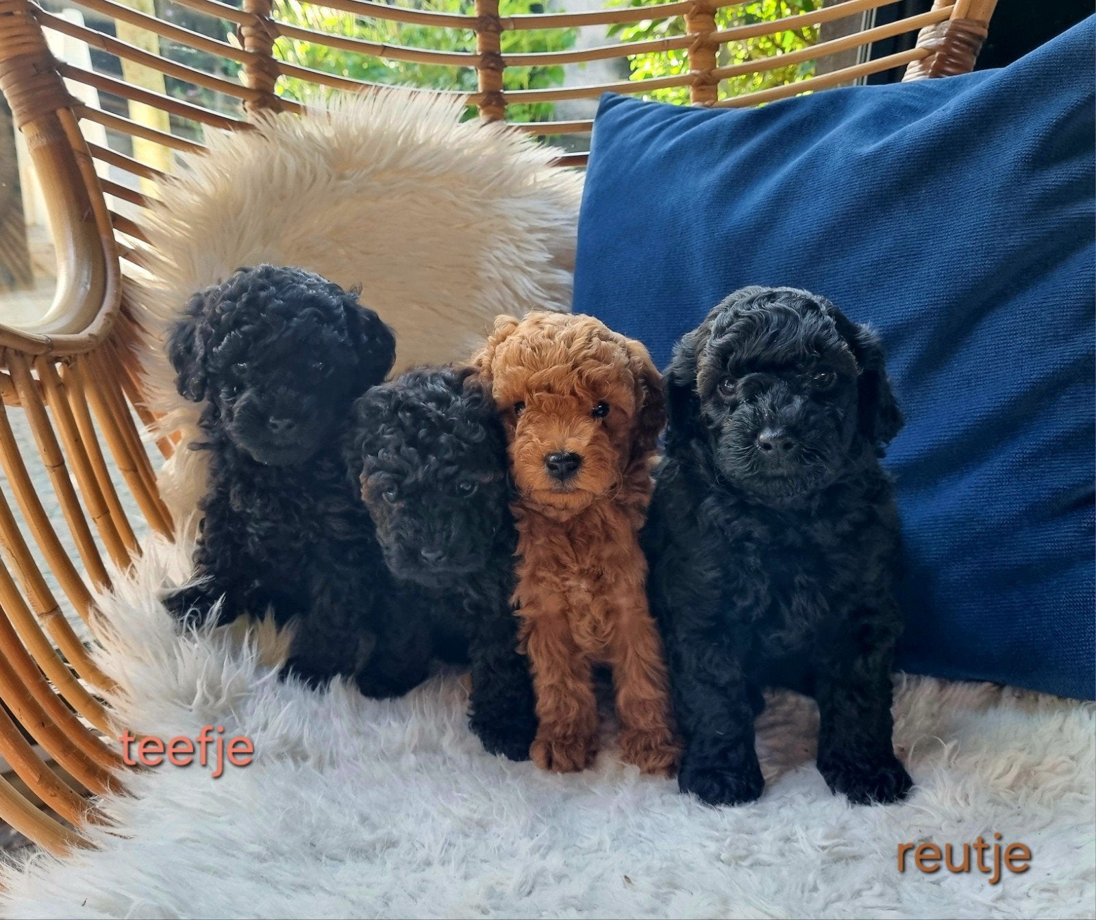 toypoedel puppy's, Dieren en Toebehoren, Overige rassen, 8 tot 15 weken, Meerdere dieren, Eén hond