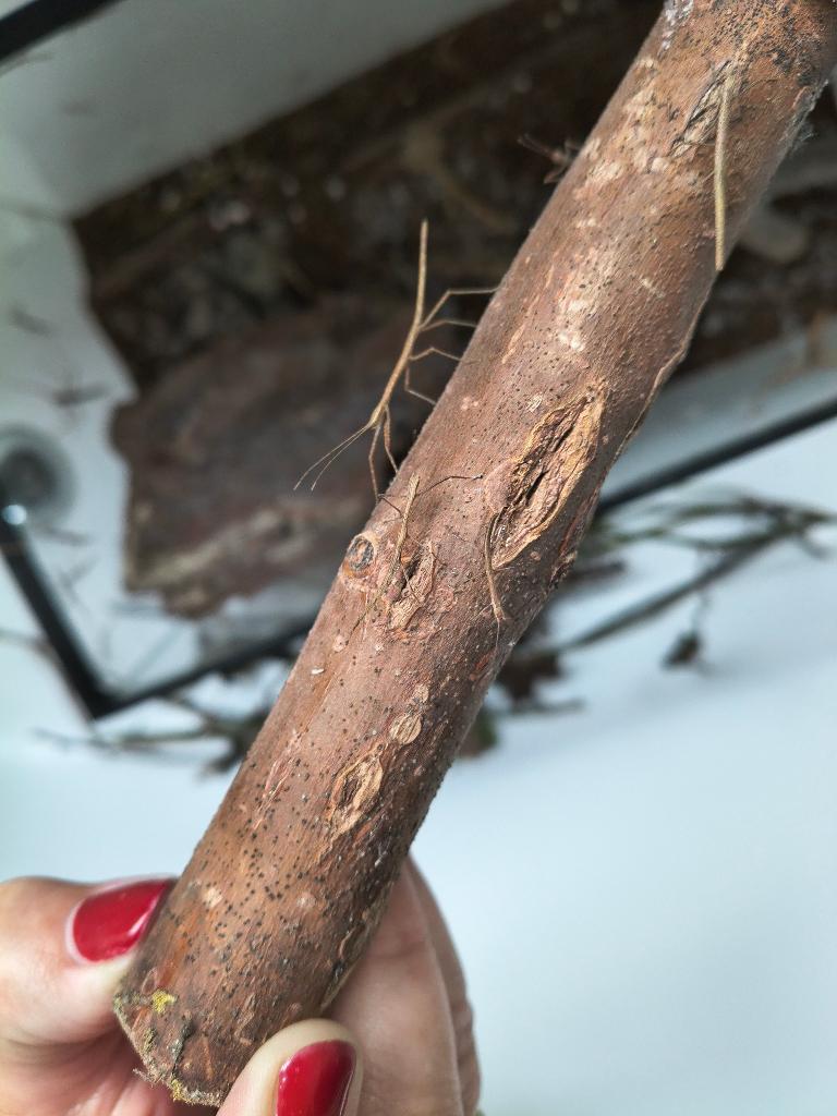 Wandelende takken, Dieren en Toebehoren, Insecten en Spinnen, Wandelende tak