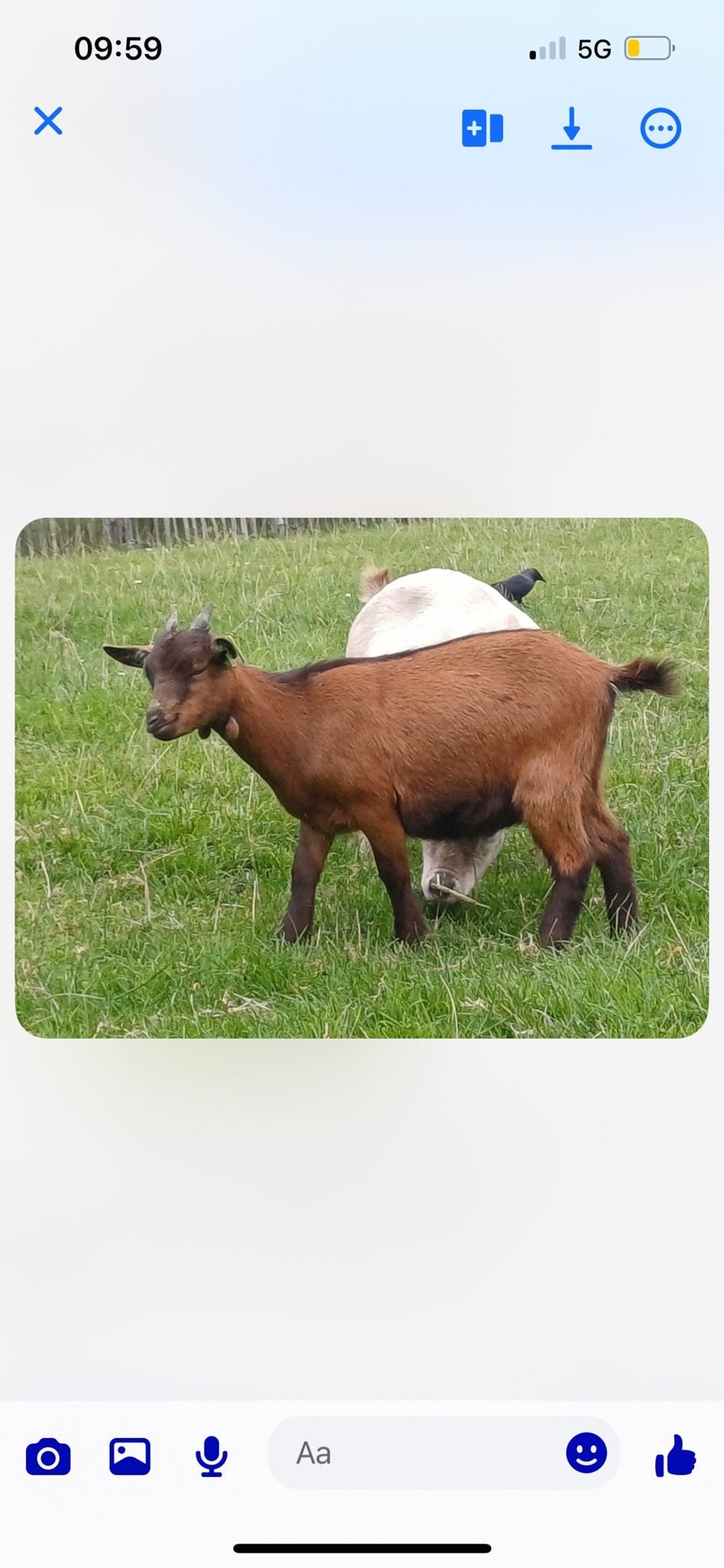 2 lieve geitjes van 1,5 jaar, Dieren en Toebehoren, Schapen, Geiten en Varkens, Geit, Vrouwelijk