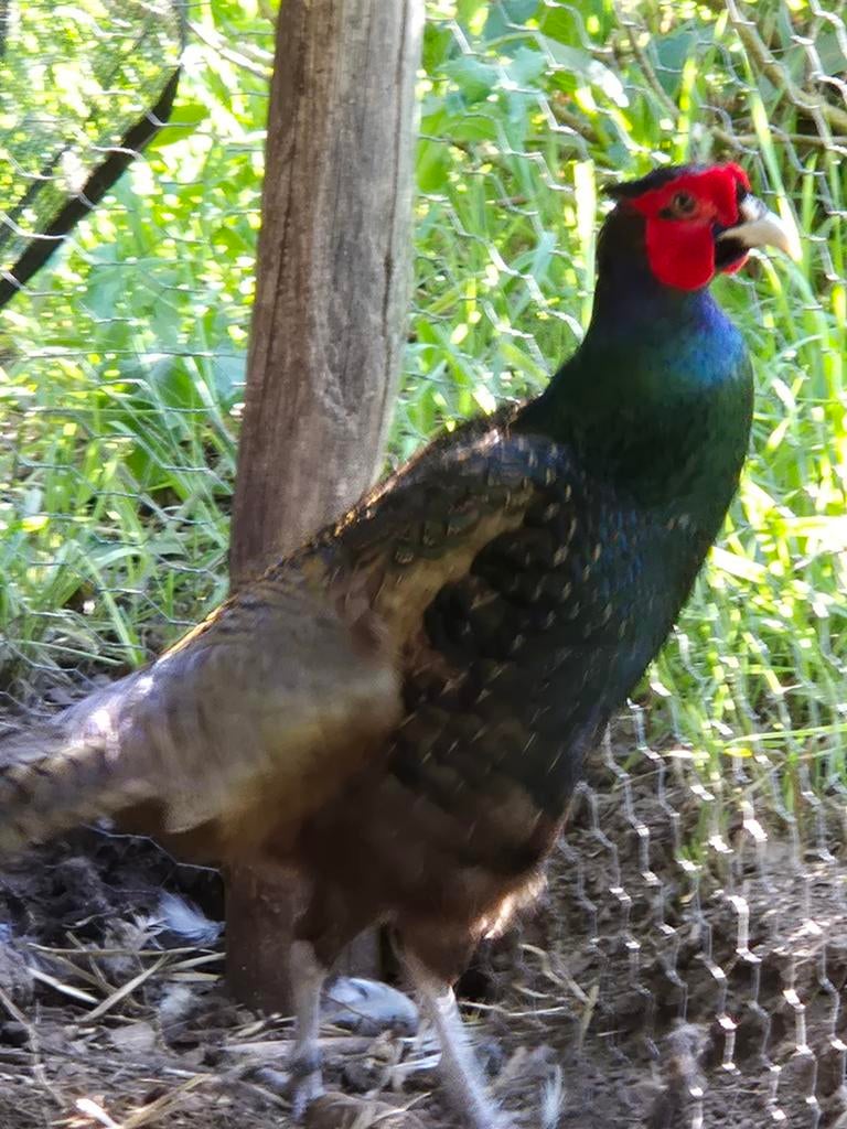 tenebrosus fazant broedeieren (bosfazant), Geslacht onbekend, Kip