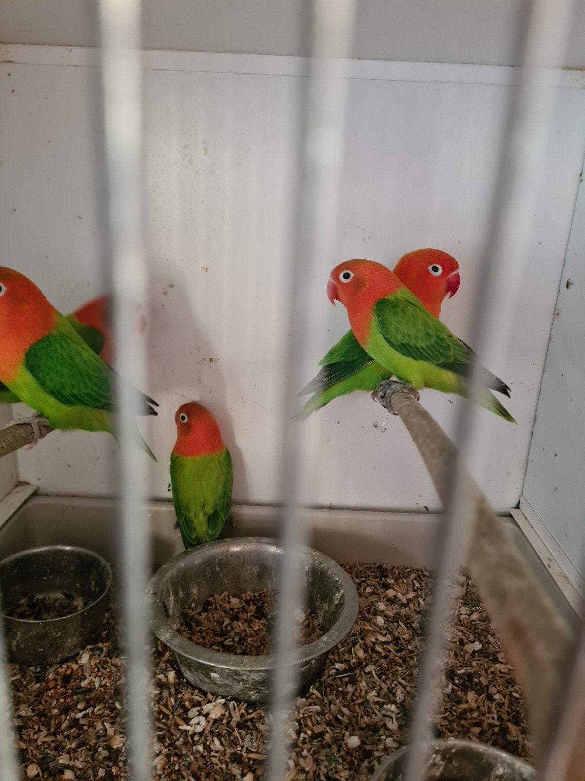 Koppel  en 3 jonge opaline fischeries, Meerdere dieren, Parkiet
