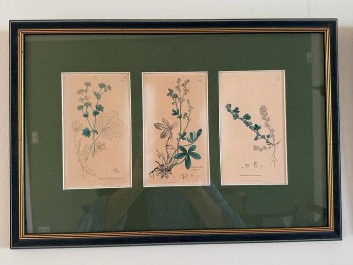 Handgekleurde kopergravure botanische tuin, Sir Edward Smith, Antiek en Kunst, Kunst | Etsen en Gravures, Ophalen