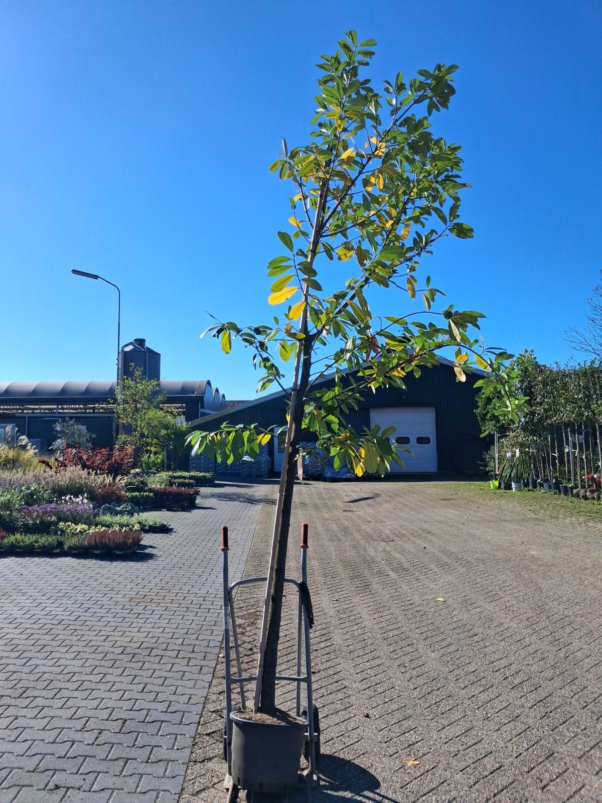 Actie: Hoogstam Laurier Prunus Novita, Lente, 250 tot 400 cm, Volle zon, In pot