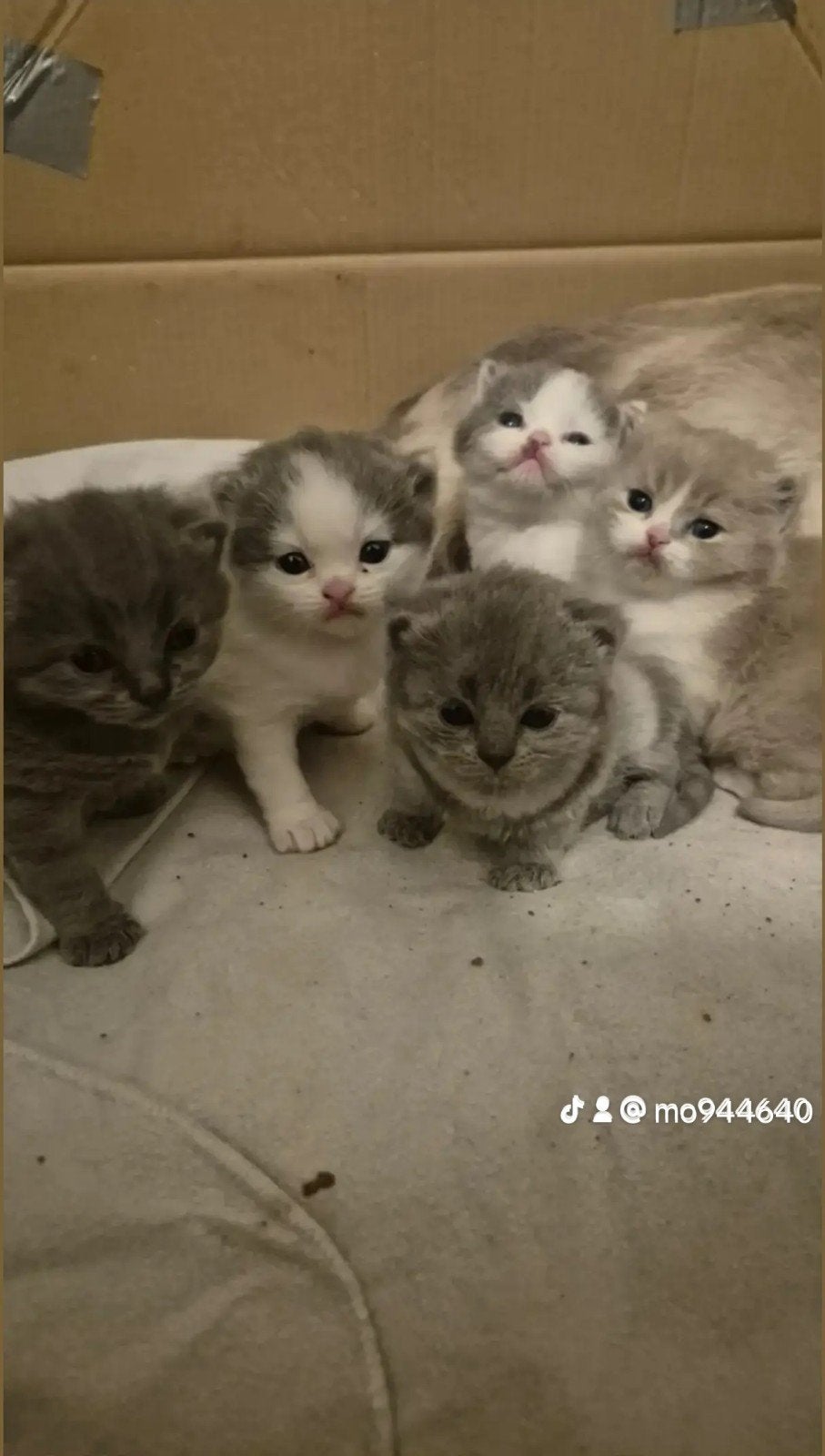 Britse korthaar kittens, Meerdere dieren, Ontwormd, 0 tot 2 jaar