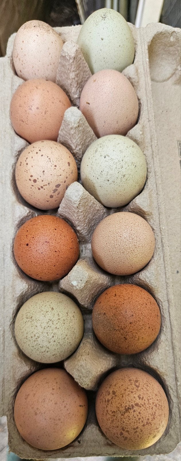 Broedeieren met spikkels, Dieren en Toebehoren, Pluimvee, Geslacht onbekend, Kip