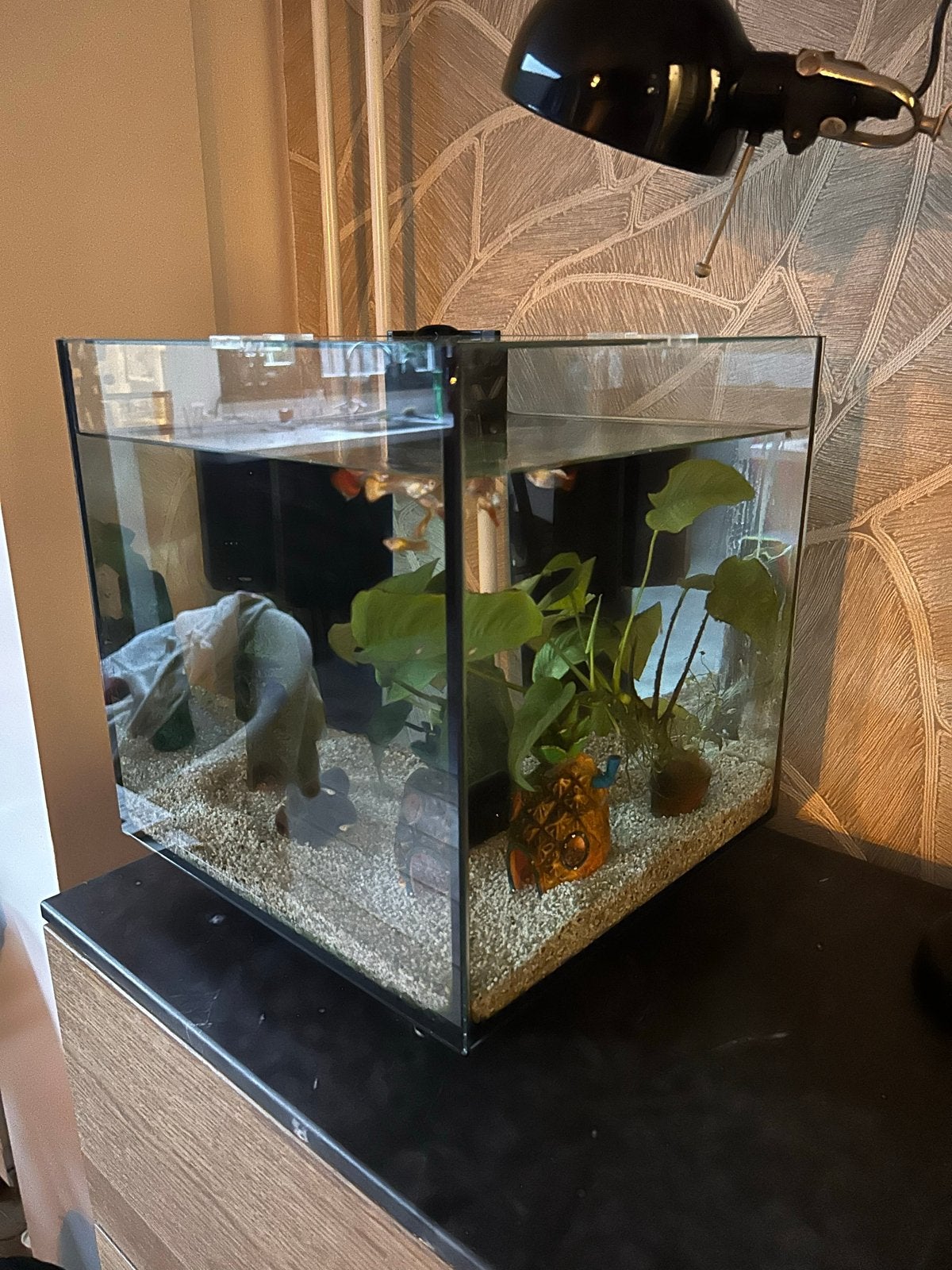 Super Fisch Qubiq aquarium. 30x30x30, Dieren en Toebehoren, Ophalen, Gevuld zoetwateraquarium
