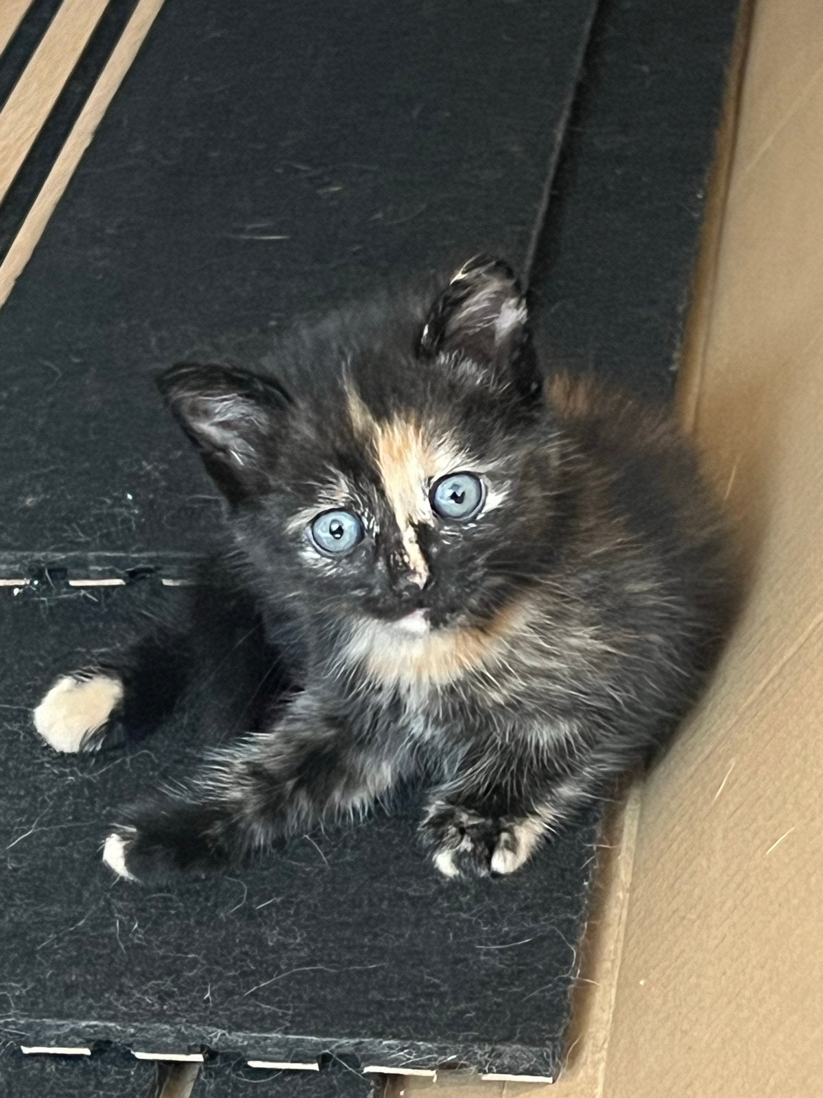Nog 2 schattige schildpad kittens vrouwtjes mogen al weg, Dieren en Toebehoren, Poes