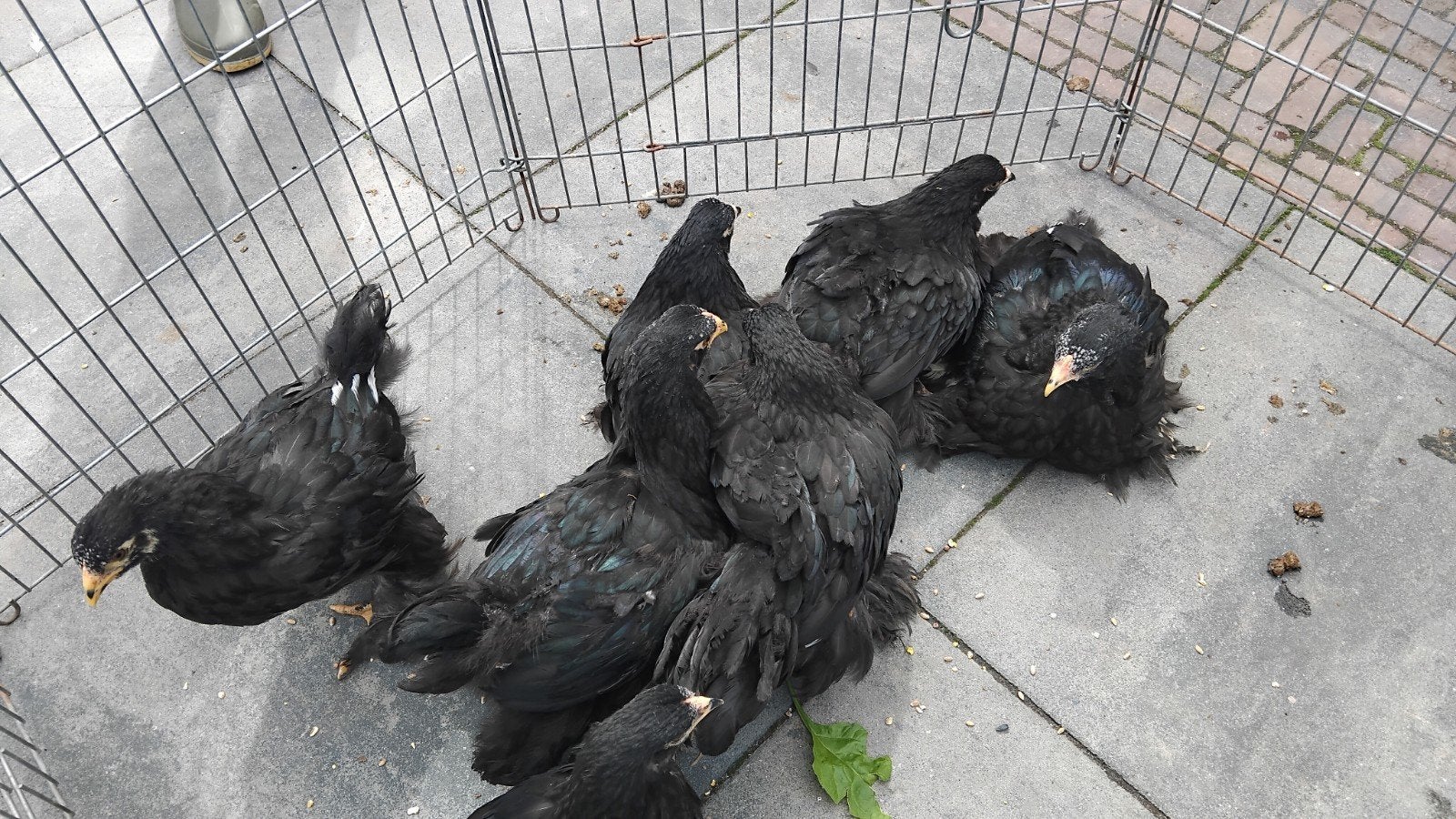 Brahma hennen, Dieren en Toebehoren, Pluimvee, Vrouwelijk, Kip