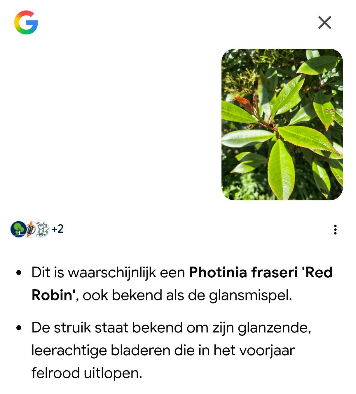 Photinia fraseri 'Red Robin'., Ophalen, Halfschaduw, Overige soorten, Lente