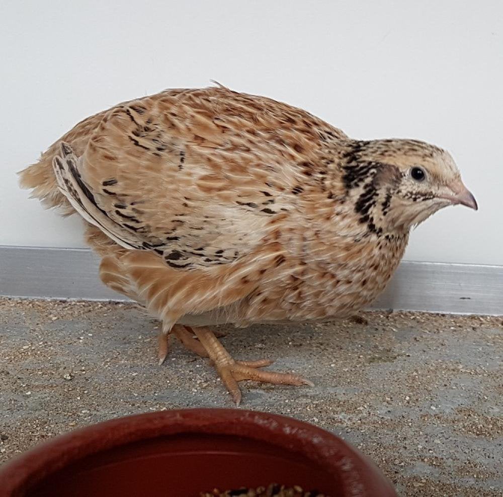 japanse kwartel hennen, Dieren en Toebehoren, Pluimvee, Vrouwelijk