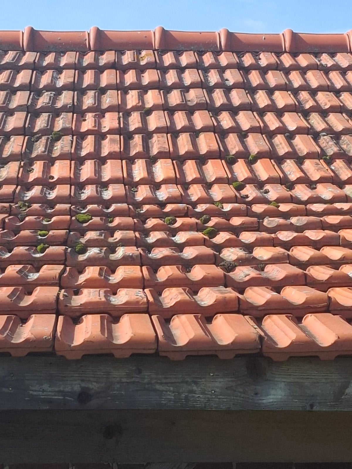 GRATIS Dakpannen - ca. 100 m² - Zelf van dak halen, Doe-het-zelf en Verbouw, Ophalen, Gebruikt, Steen of Klei, 15 m² of meer