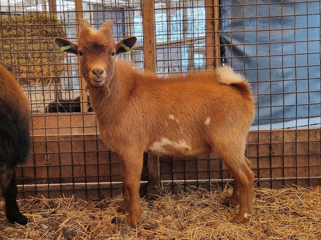 Dekbok dwerggeiten te huur | Mooie geiten bokjes te leen, Dieren en Toebehoren, Mannelijk, Geit, 3 tot 5 jaar