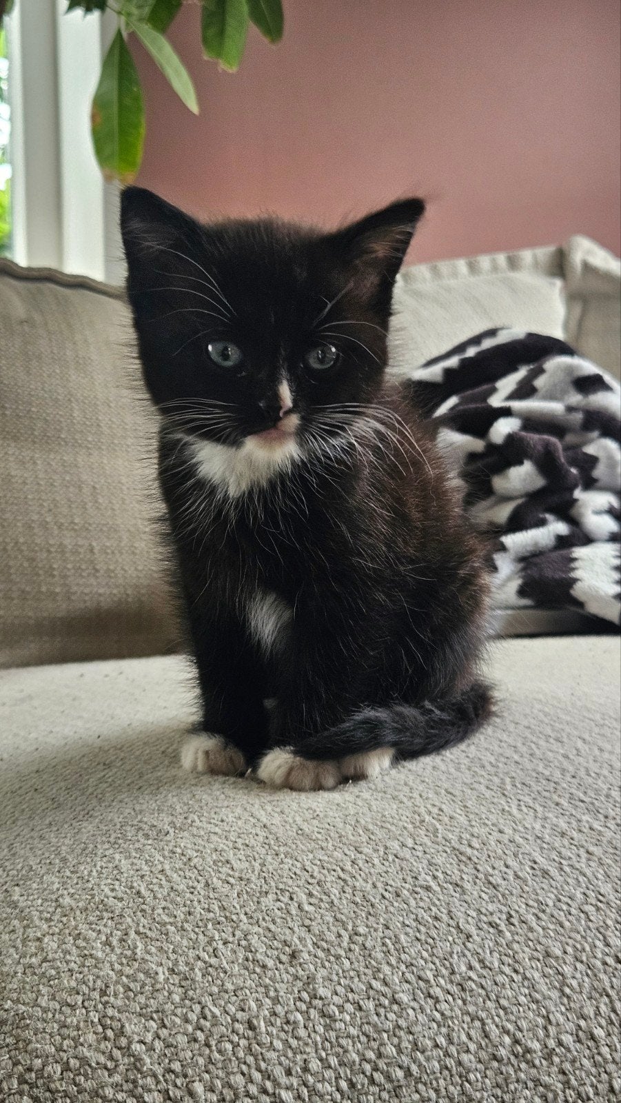 Lieve Ragdoll kitten met blauwe ogen zoekt gouden mandje, Kater
