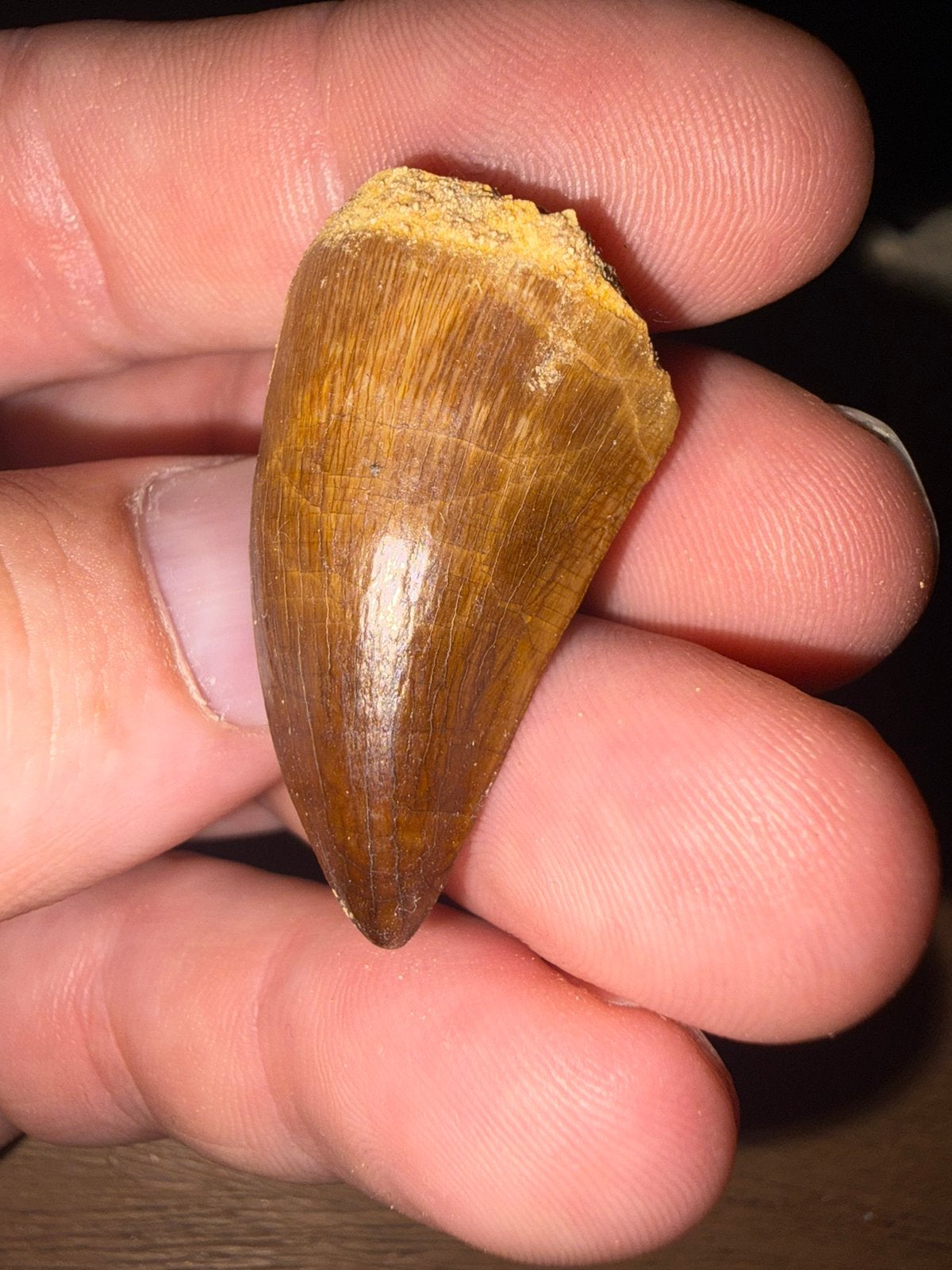 Mosasaurus tand., Verzamelen, Mineralen en Fossielen, Ophalen of Verzenden, Fossiel