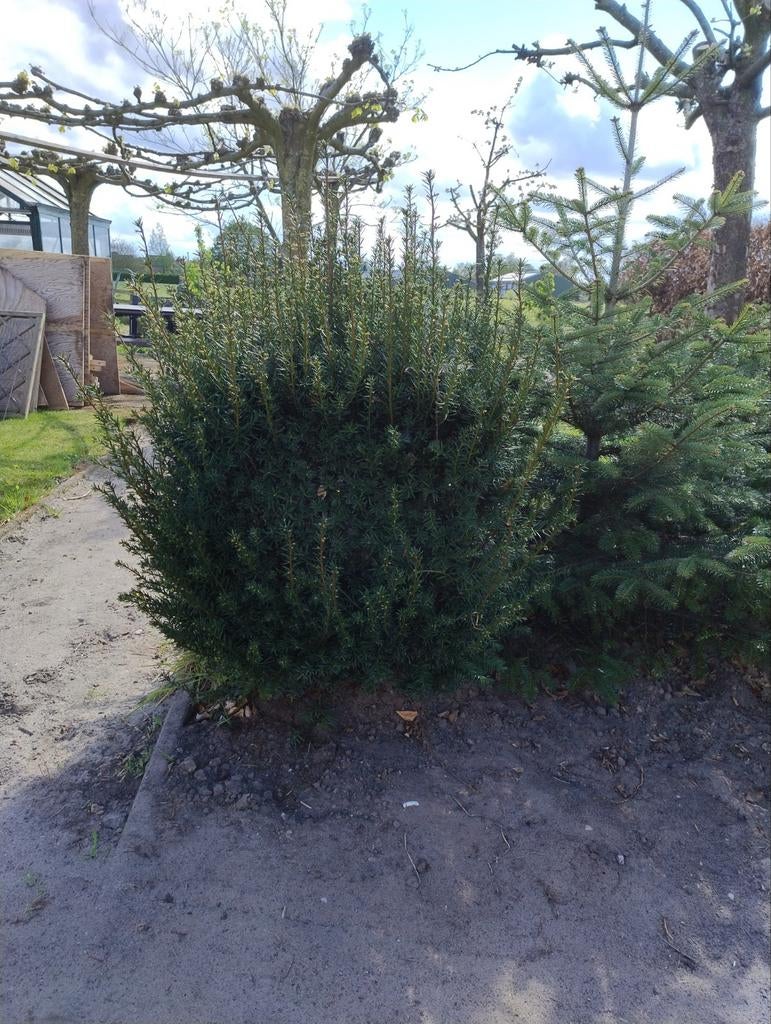 Taxus boompje/struikje - ca. 1.20m hoog, Ophalen, Bloeit niet, Halfschaduw