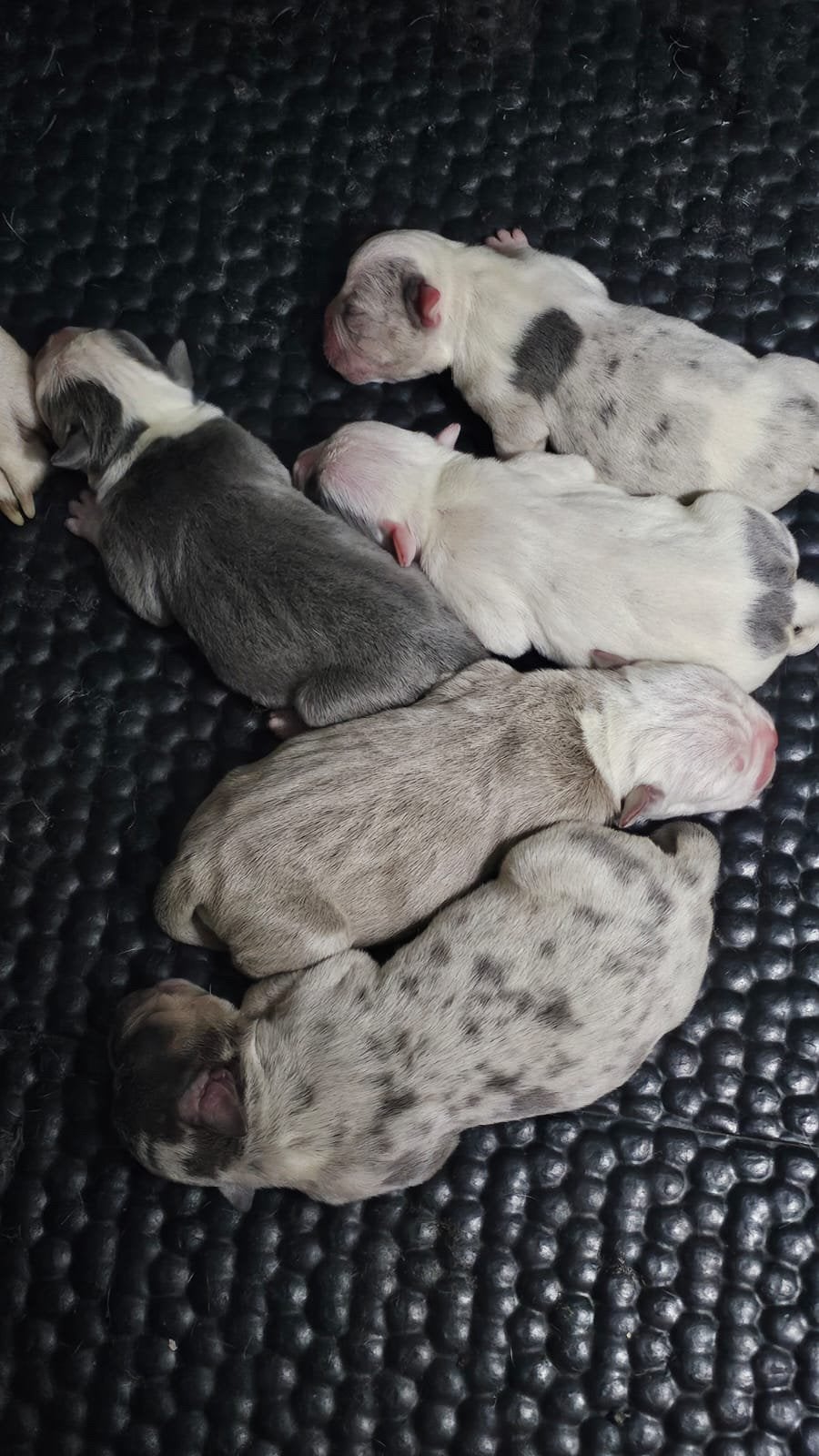 pocket American Bully x Old English Bulldog pups, Dieren en Toebehoren, Honden | Bulldogs, Pinschers en Molossers, Parvo, 8 tot 15 weken