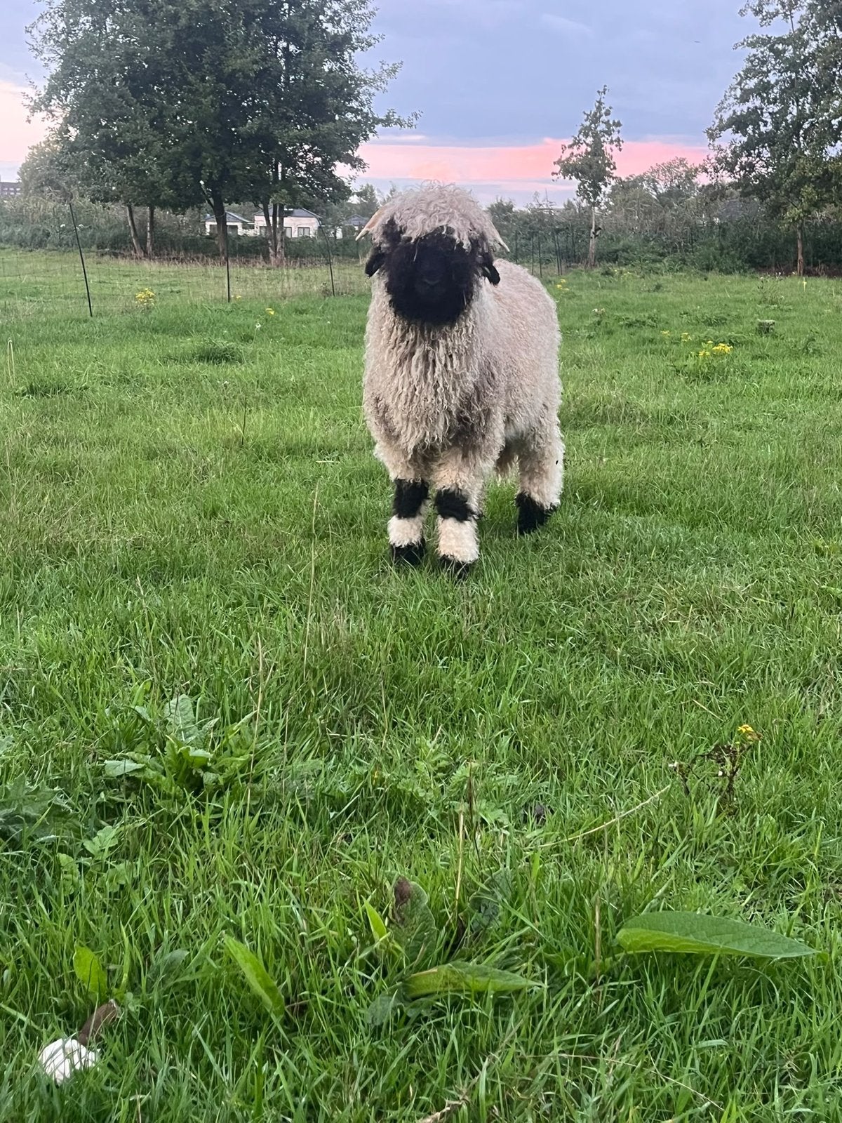 Mooi getekende ram van 2026, Mannelijk, Schaap