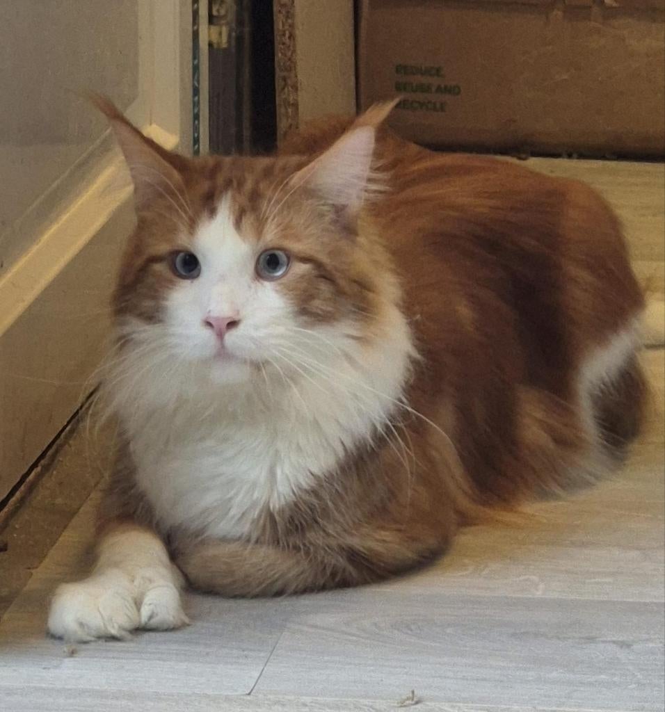 Maine coon dekkater met stamboom,blauw oog,polydactyl,GETEST, 0 tot 2 jaar