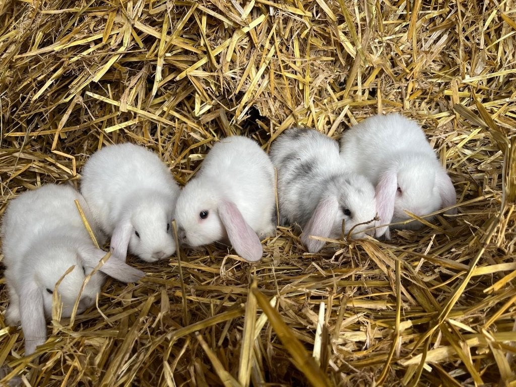 Mini lop konijnen, Dieren en Toebehoren, Meerdere dieren, Groot