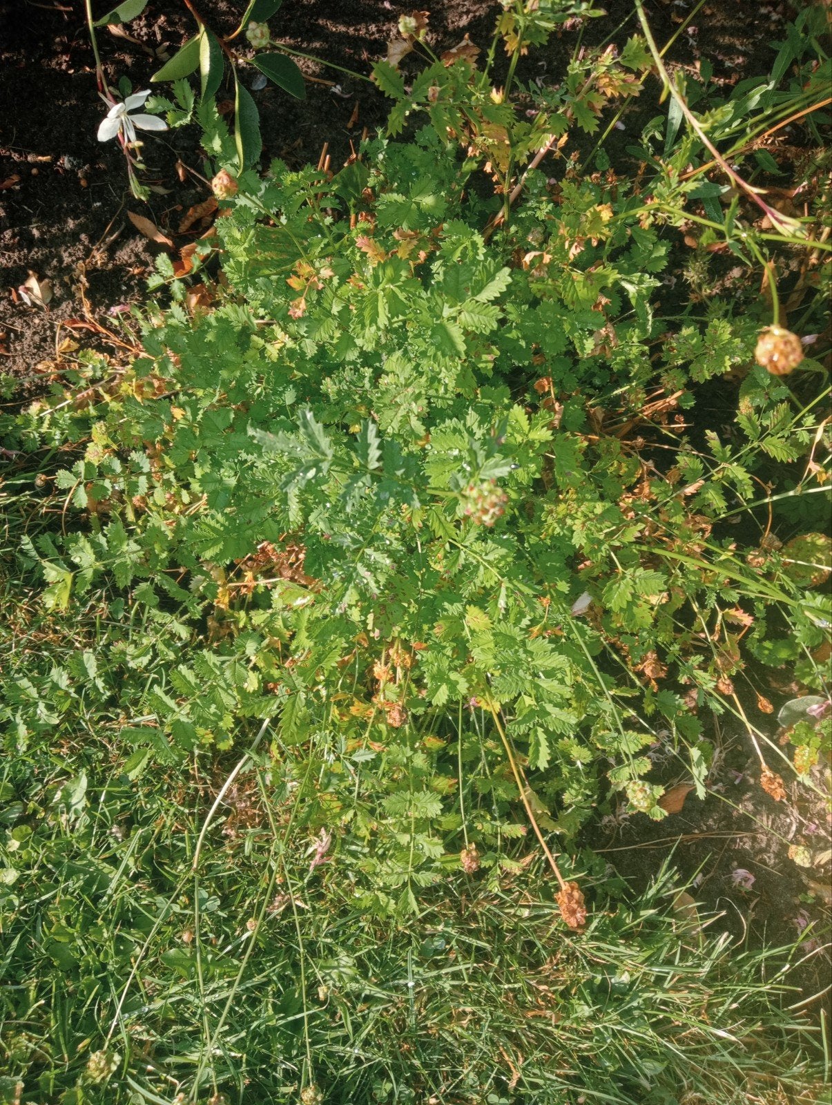 Pimpernel, Ophalen, Overige soorten, Minder dan 100 cm