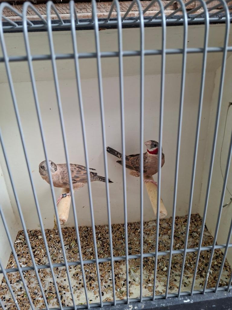 Bandvinken, Dieren en Toebehoren, Vogels | Overige Vogels, Meerdere dieren