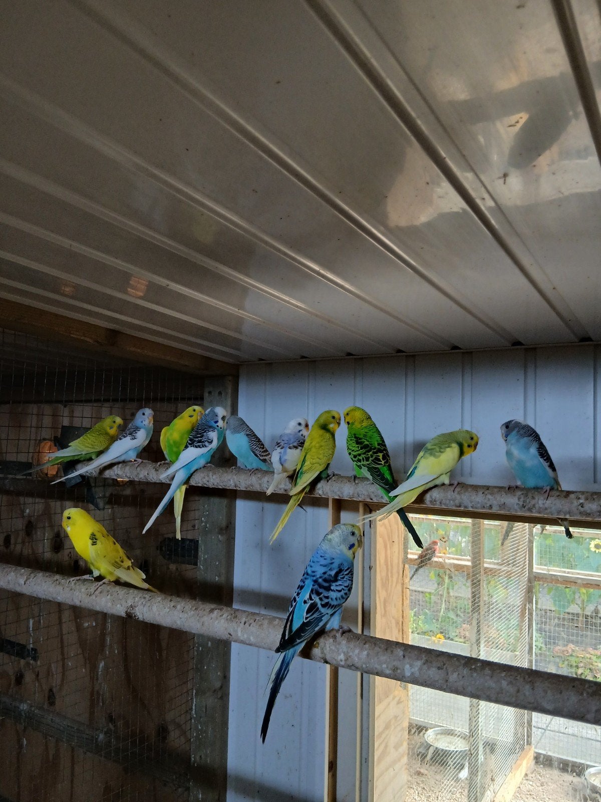 te koop diverse kleuren broedrijpe grasparkieten, Meerdere dieren, Parkiet