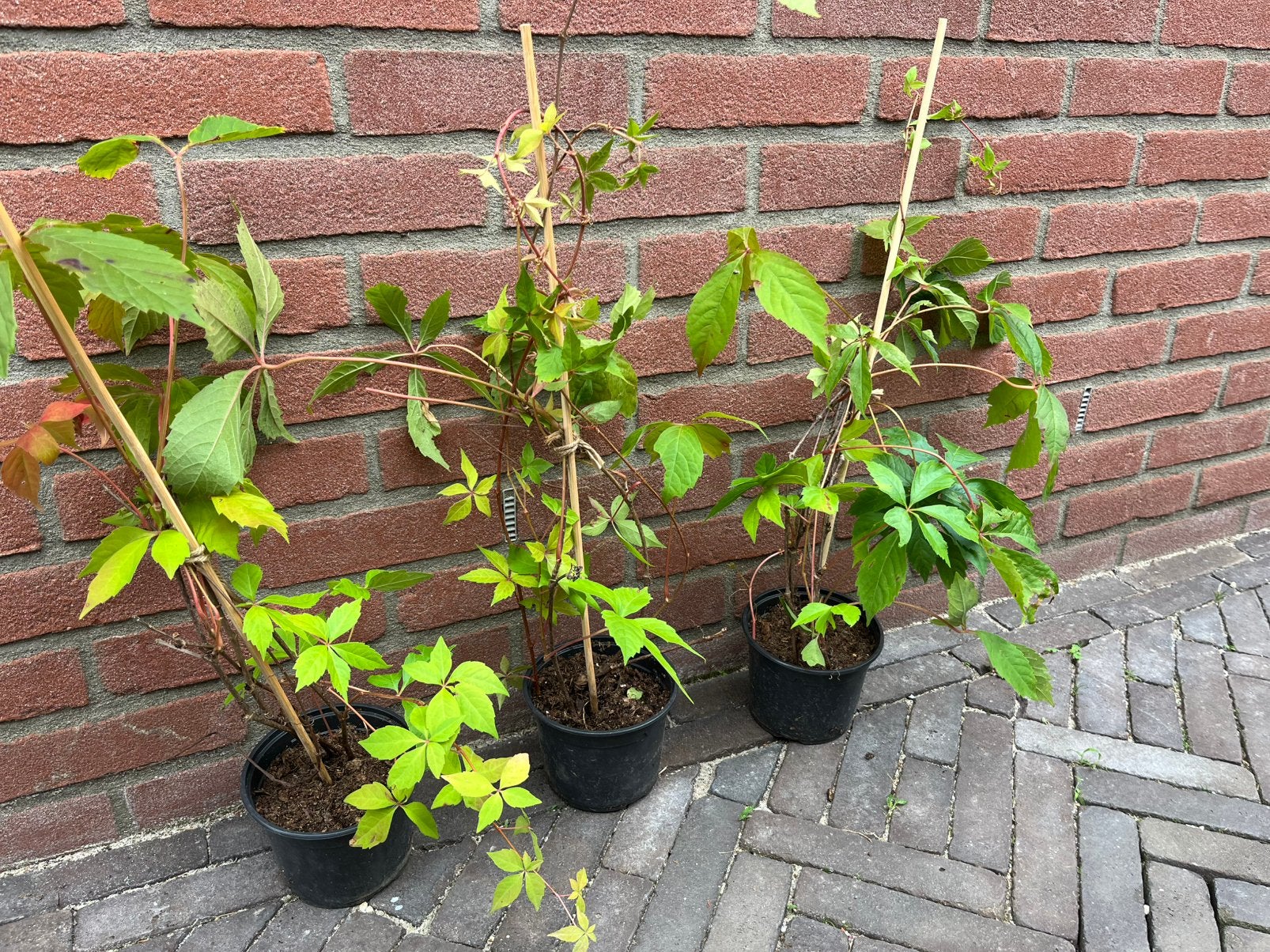 Wilde wingerd - klimplant, Tuin en Terras, Planten | Struiken en Hagen, Overige soorten, Minder dan 100 cm, Ophalen