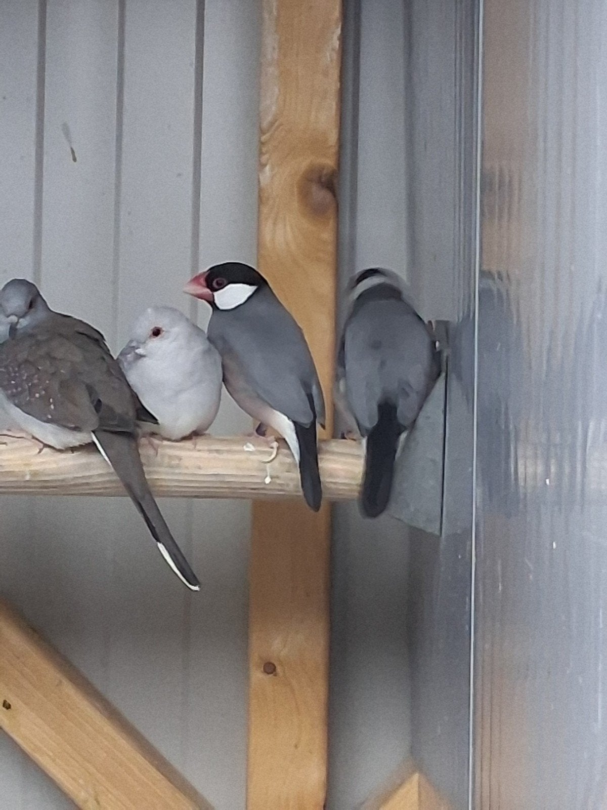 wildkleur Rijstvogels koppels, Dieren en Toebehoren, Meerdere dieren