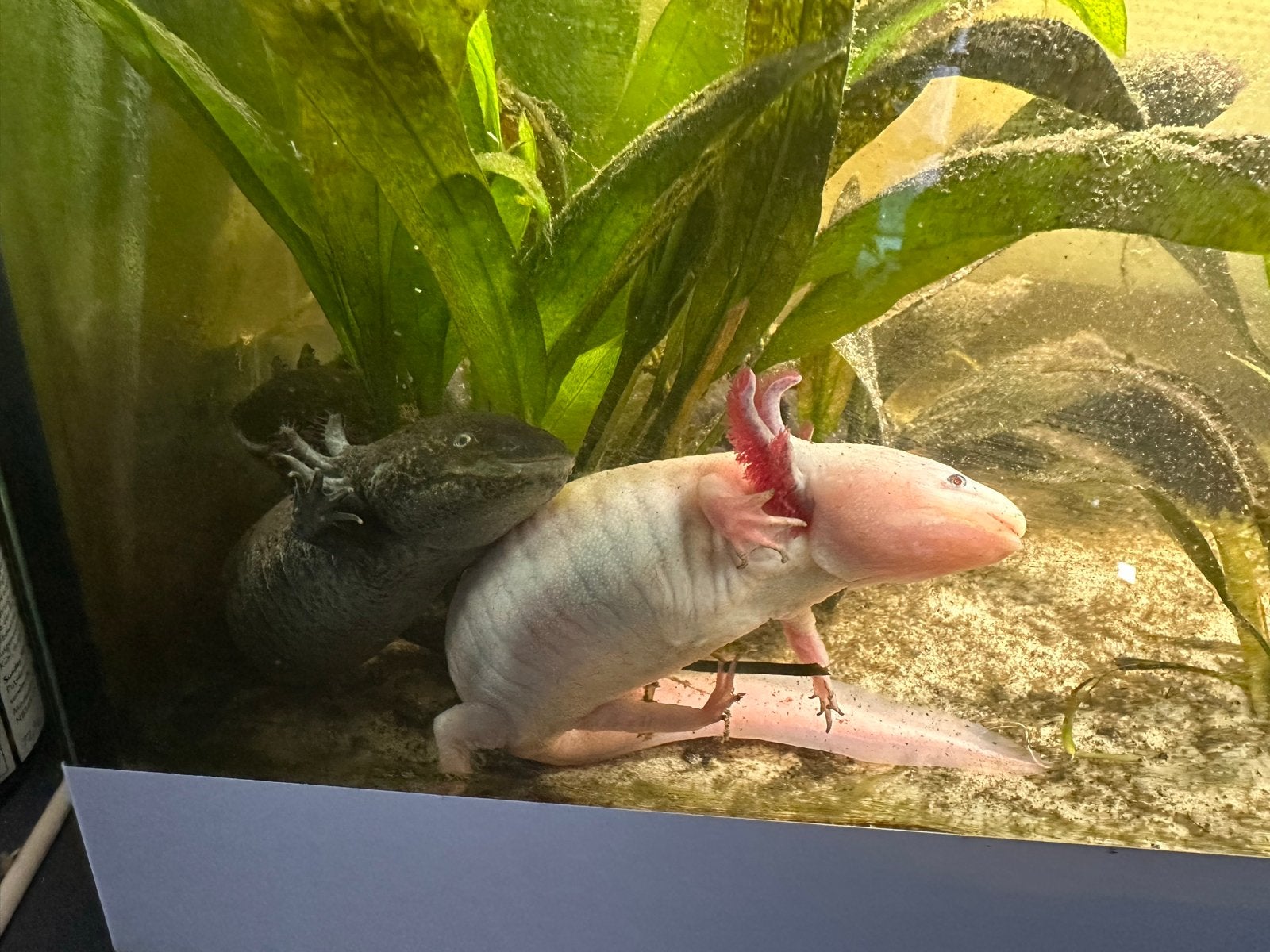 Axolotl, Dieren en Toebehoren, Vissen | Aquariumvissen, Vis