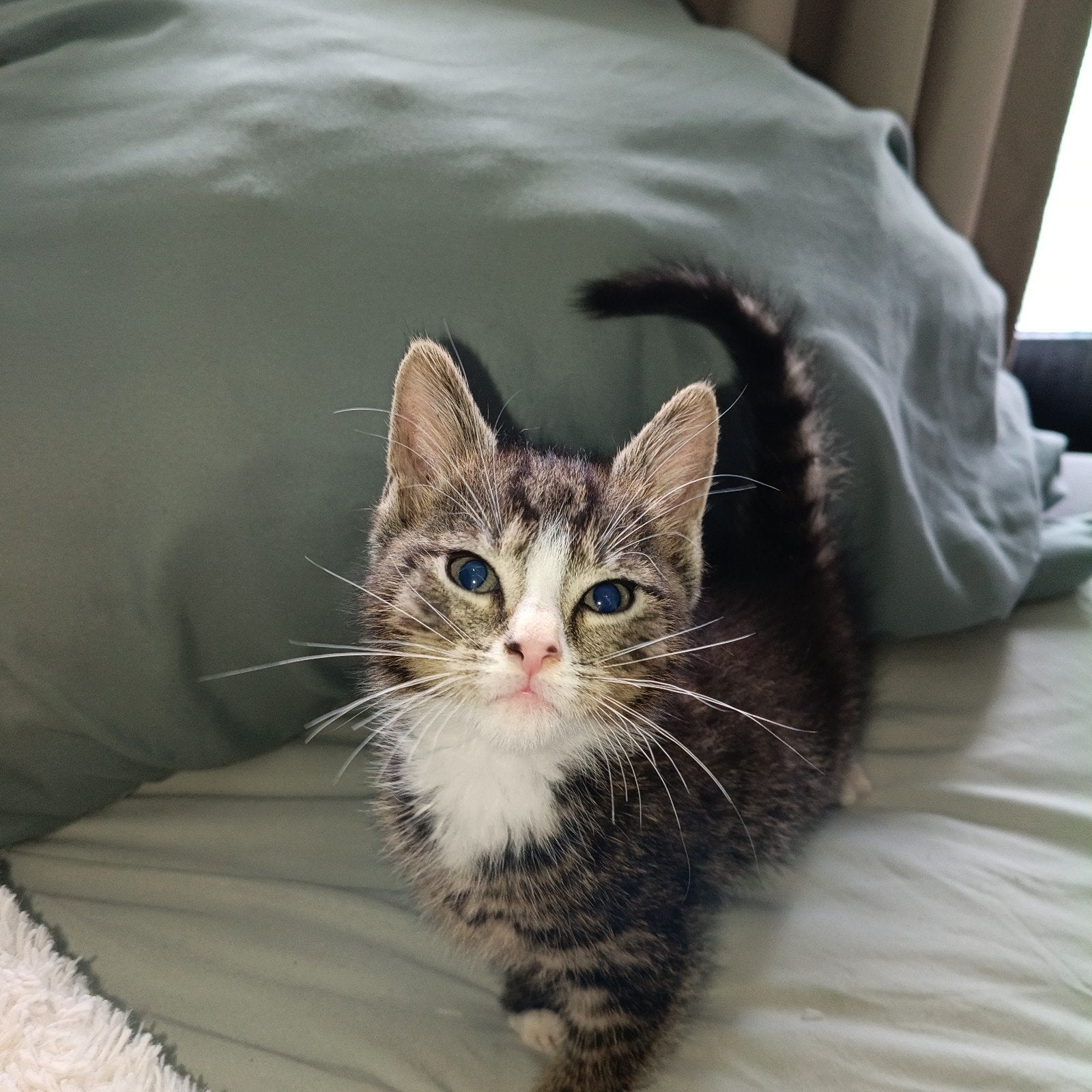 2 Kittens, Meerdere dieren