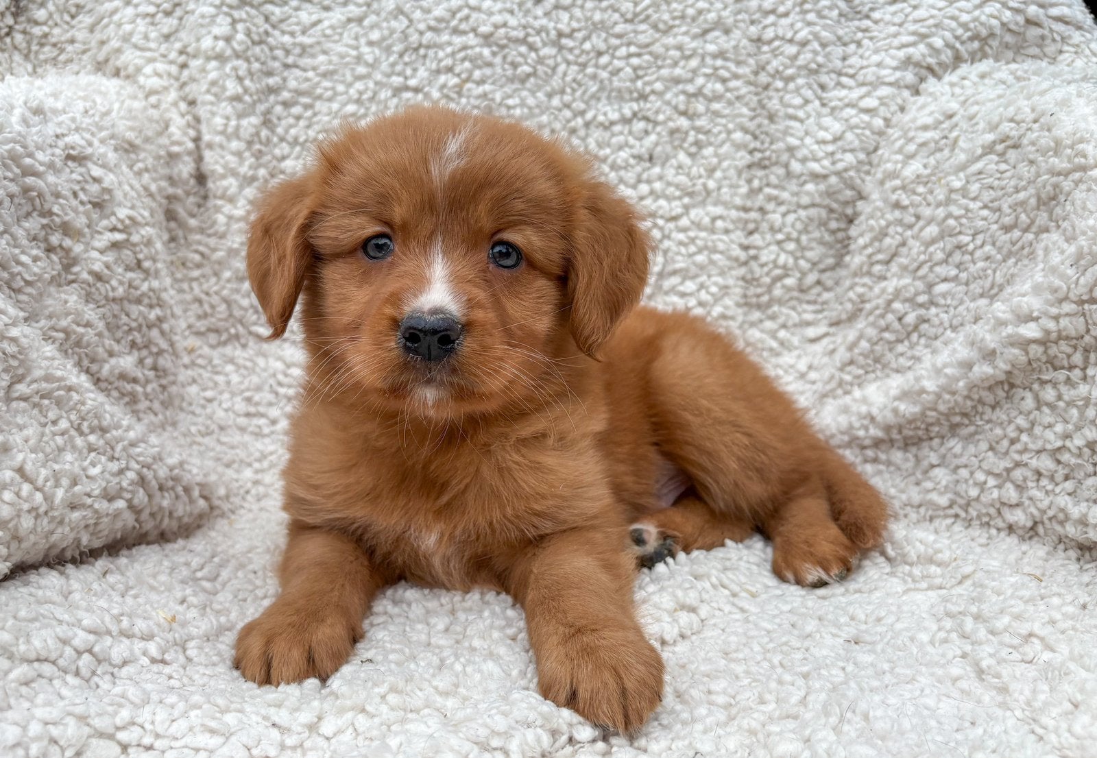 Golden retriever X nova scotia duck tolling retriever pups, Parvo, Overige rassen, 8 tot 15 weken, Meerdere