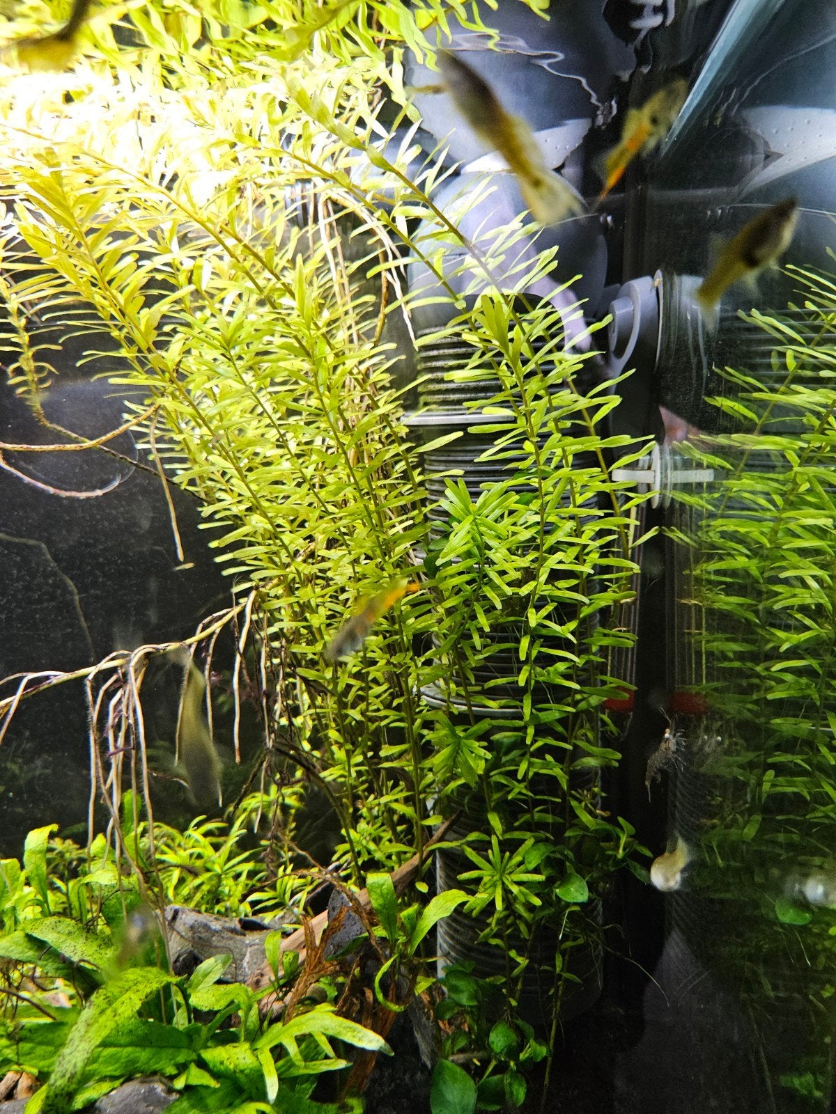 Eheim Biopower 240 binnenfilter, Dieren en Toebehoren, Vissen | Aquaria en Toebehoren, Ophalen of Verzenden, Gebruikt, Filter
