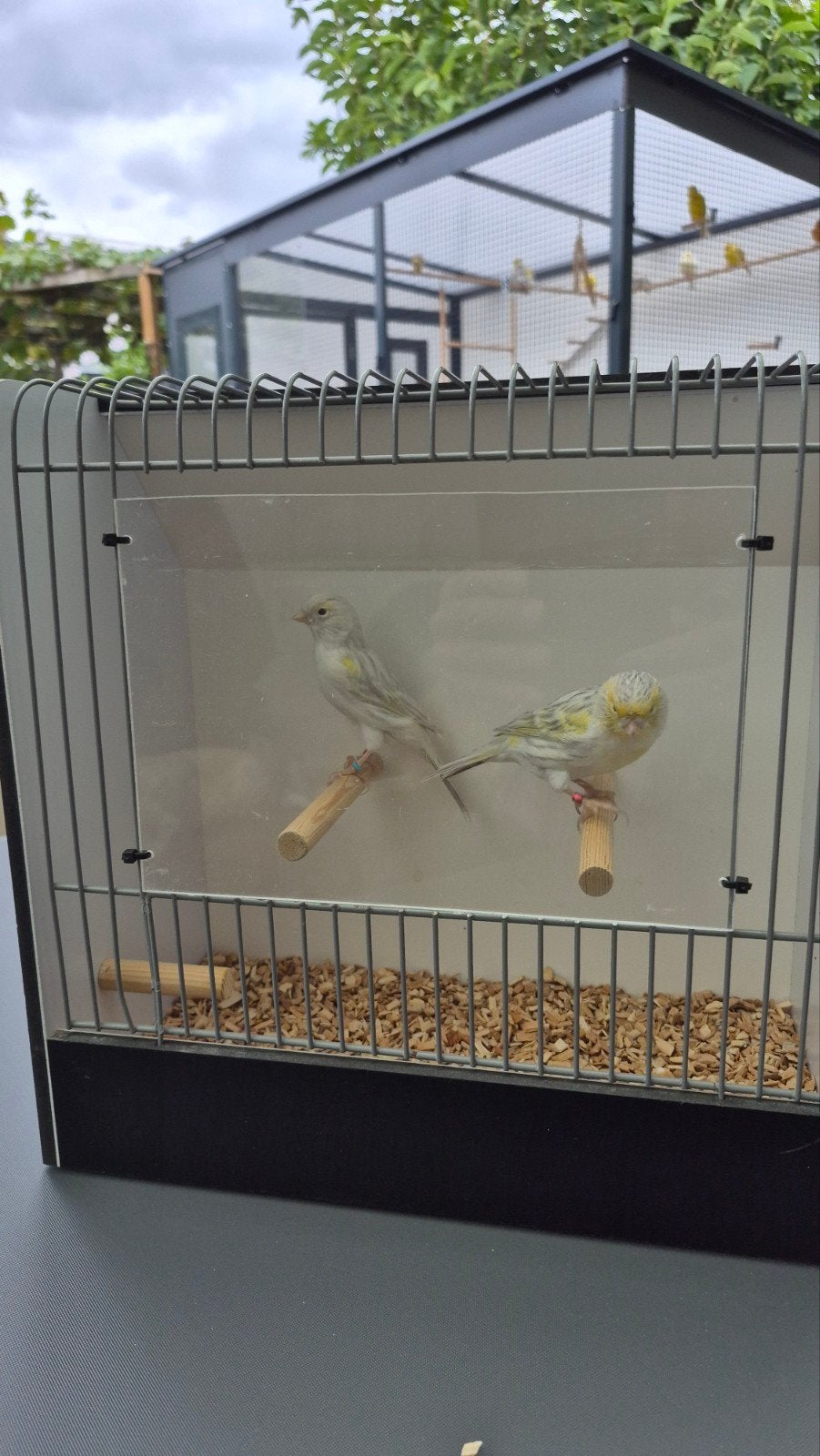 agaat opaal geel mozaiek koppel, Meerdere dieren, Kleurkanarie