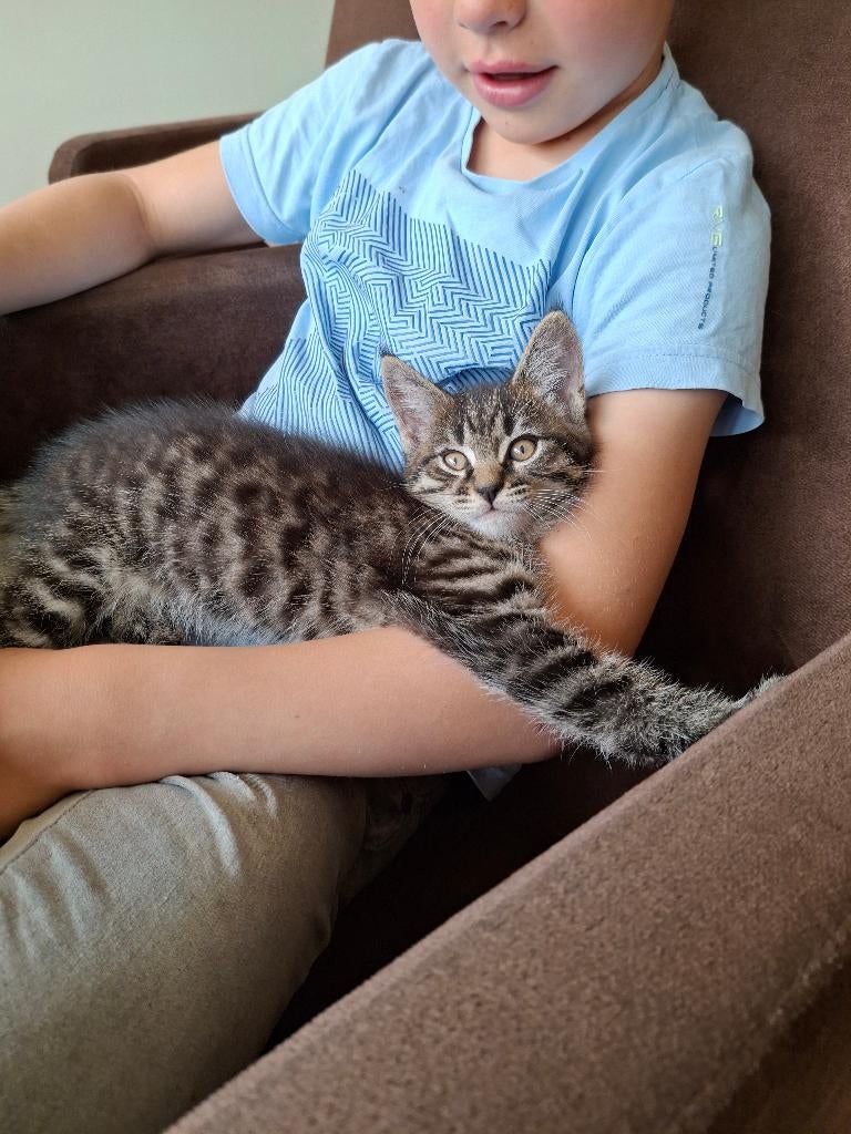 Kittens kruising maine coon, Kater, Ontwormd, 0 tot 2 jaar