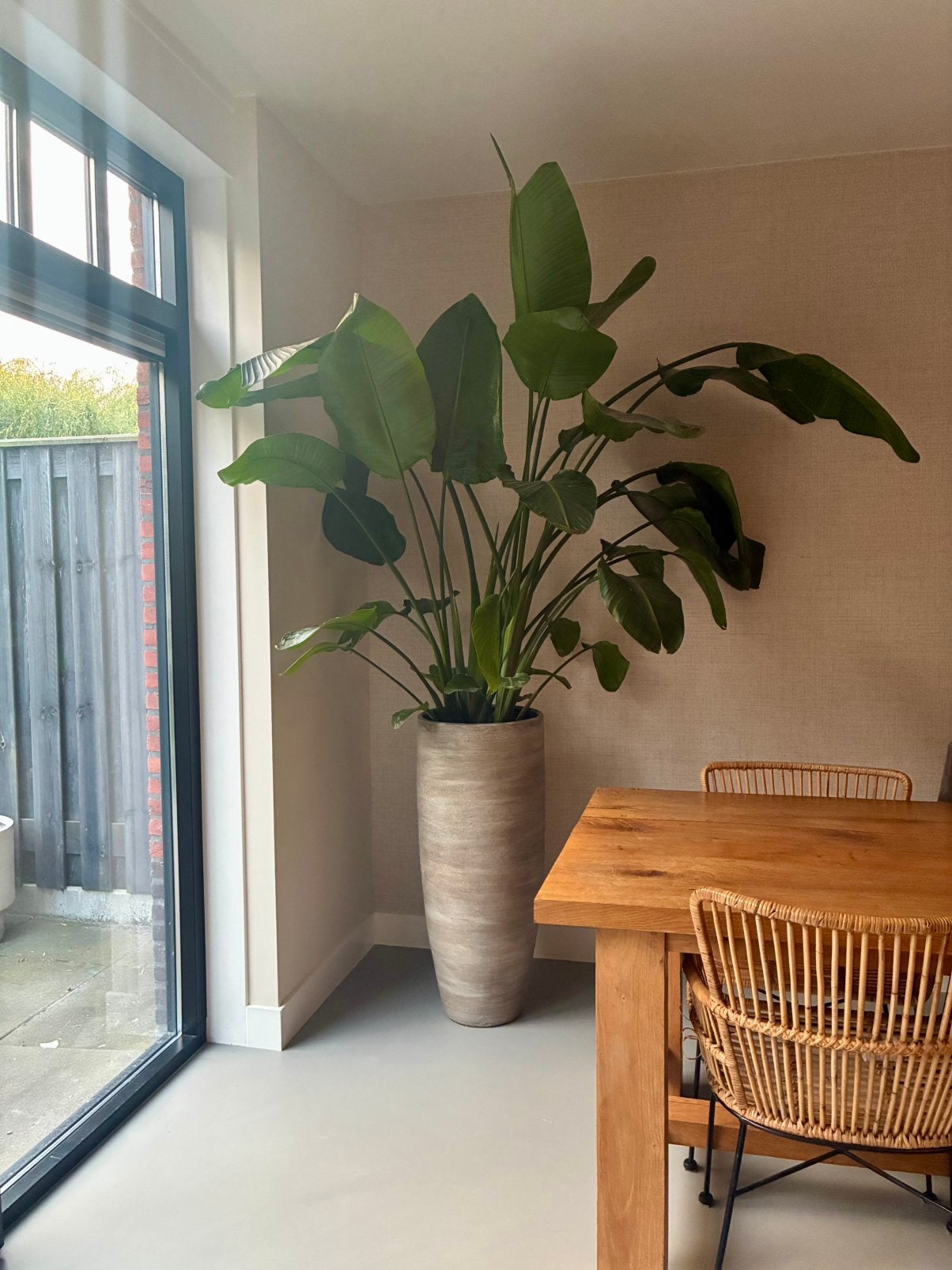 Grote Strelitzia / kamerplant met pot, Ophalen