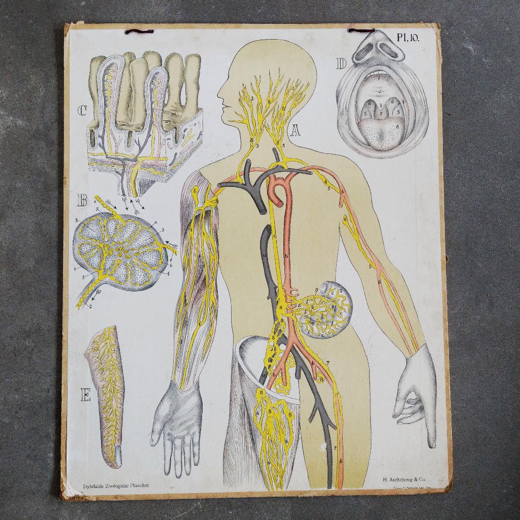 Schoolplaat verteringsorganen, lymfevatenstelsel & mondholte, Antiek en Kunst, Ophalen of Verzenden, Natuur en Biologie