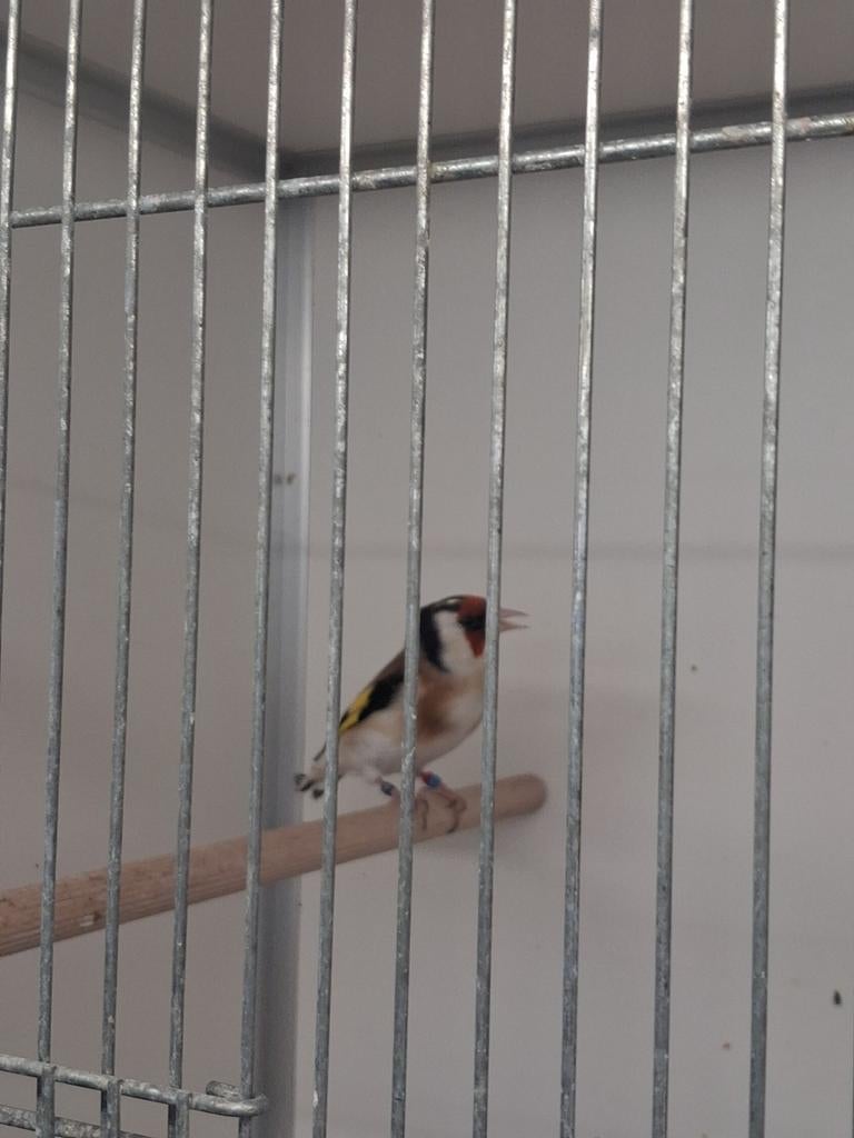 Majoor putter, Dieren en Toebehoren, Vogels | Overige Vogels, Mannelijk, Wildzangvogel, Geringd