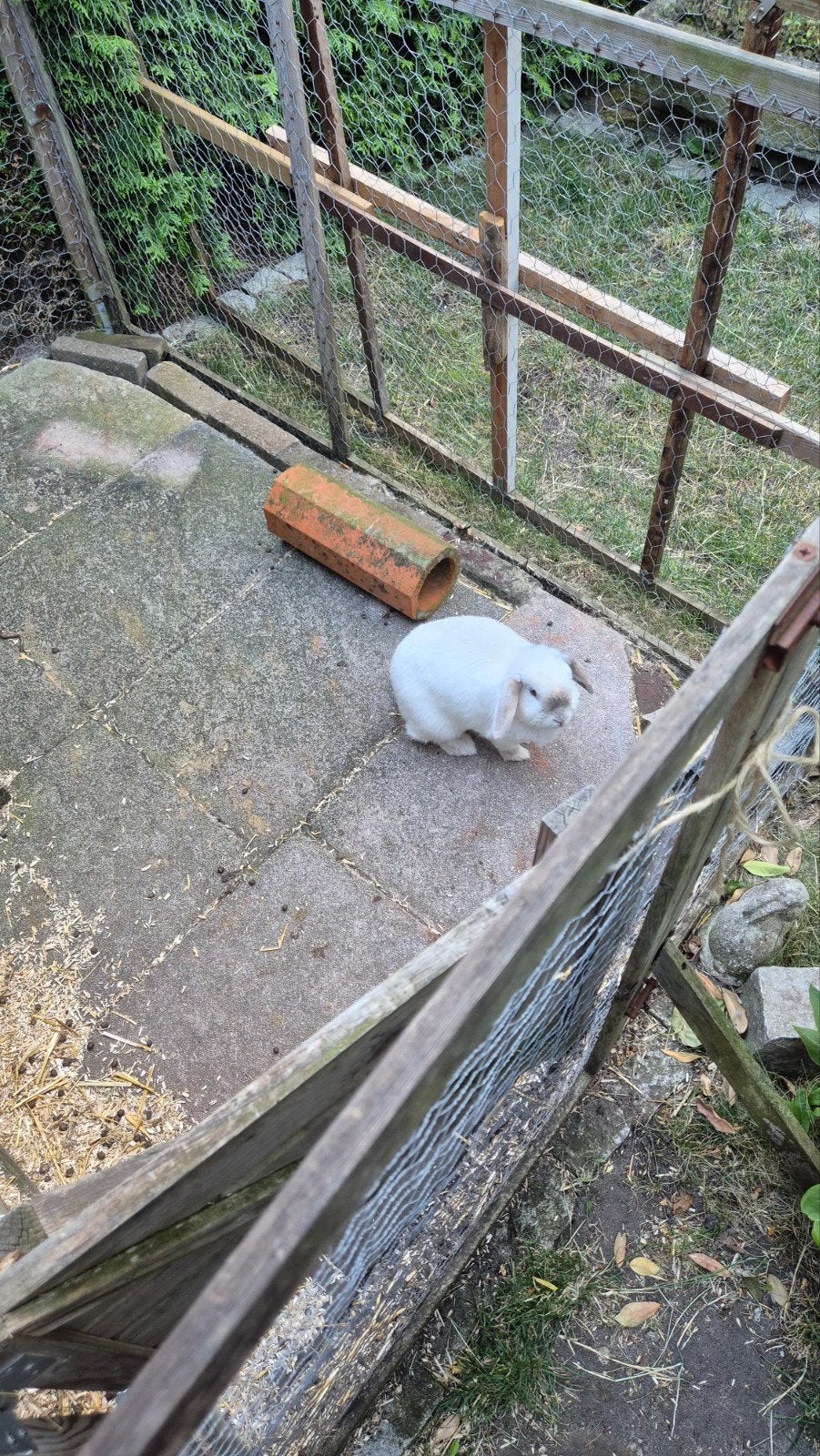 Gezocht gecasteerde ram dwerg hangoor konijn, Dieren en Toebehoren, Mannelijk, Dwerg, Hangoor, 3 tot 5 jaar