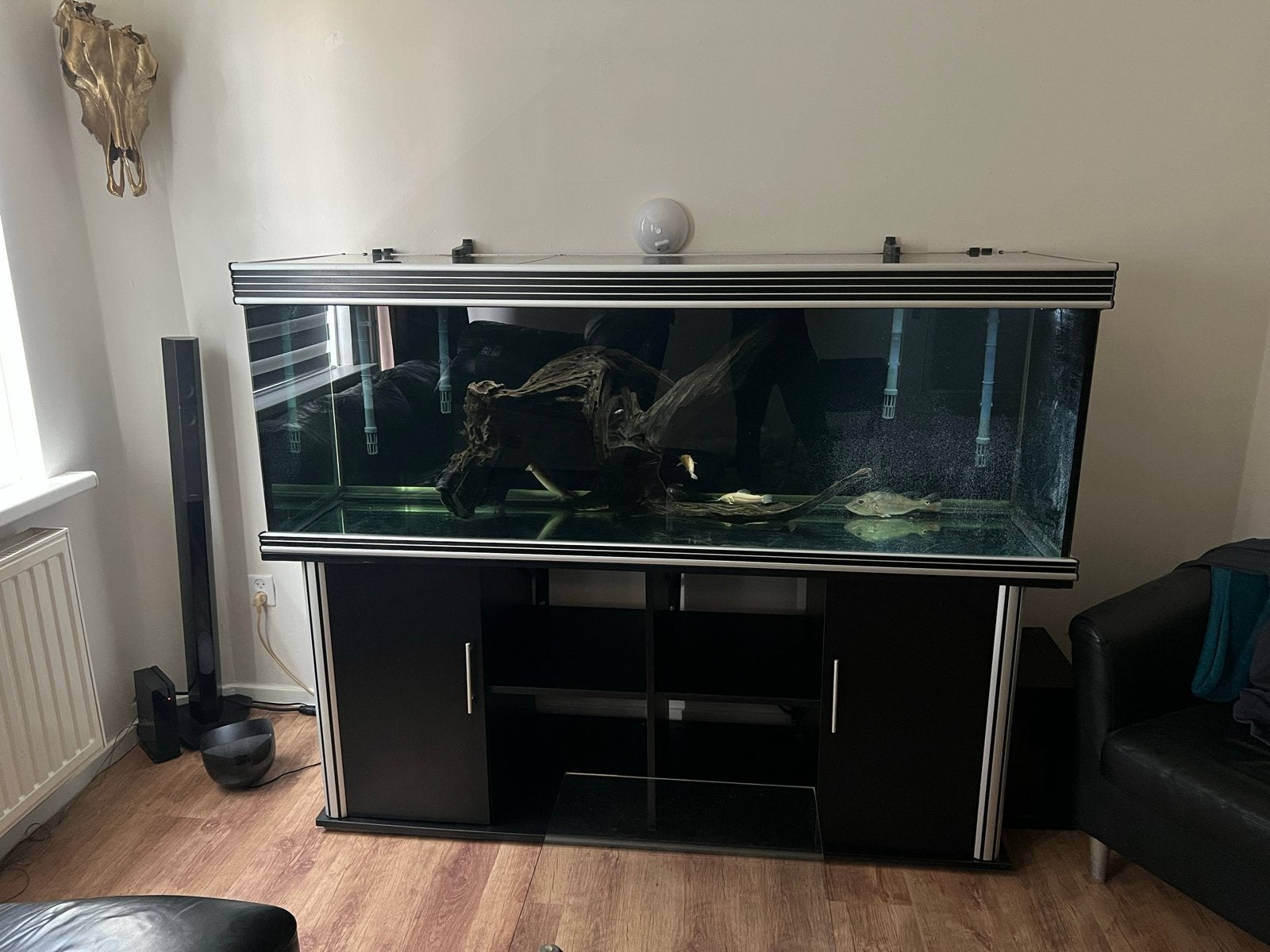 Pontius trofis 1800 compleet aquarium, Ophalen, Gevuld zoetwateraquarium